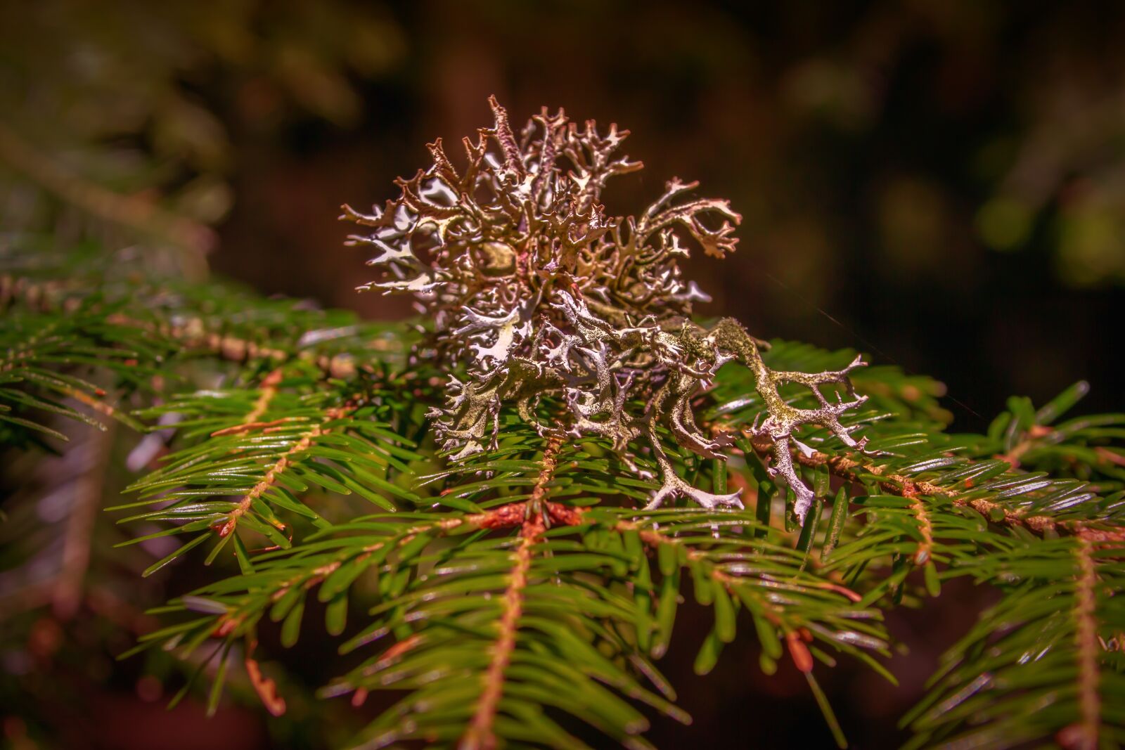 Canon EOS 60D sample photo. Weave, conifer, branch photography