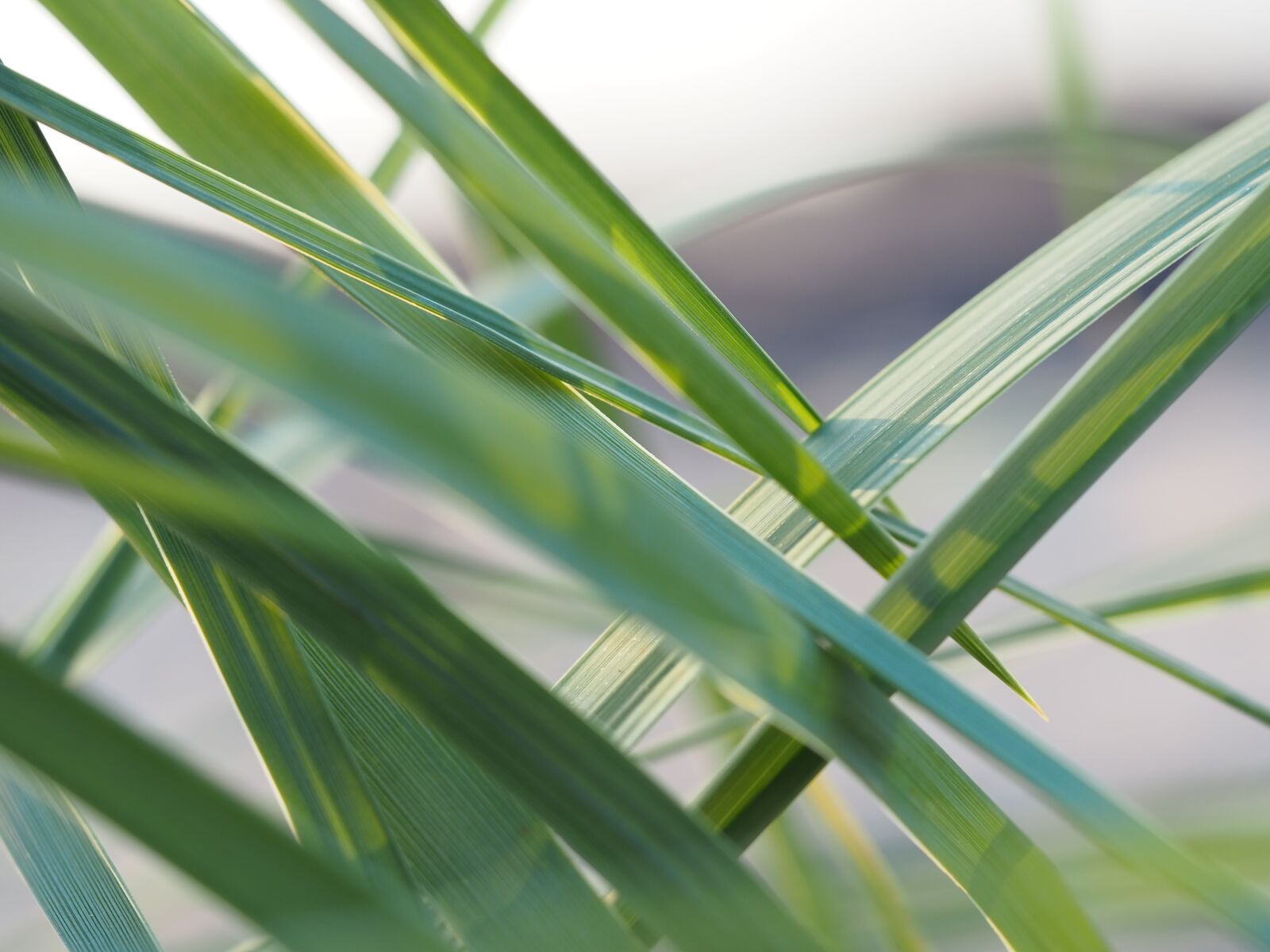 Olympus OM-D E-M10 III sample photo. Grass, beach, baltic sea photography