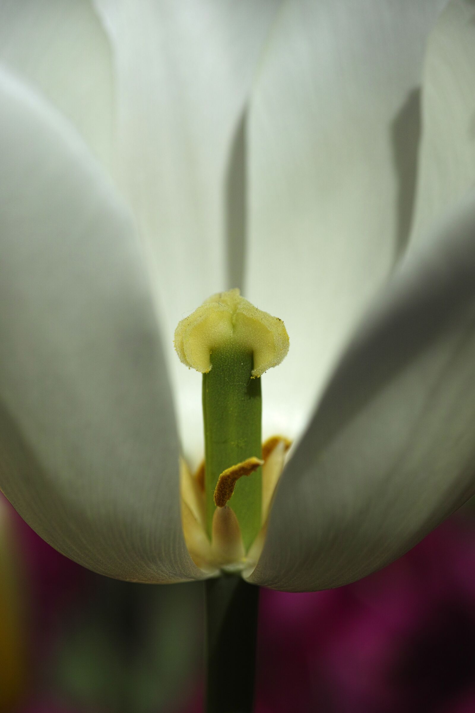 Sigma DP3 Merrill sample photo. Tulips, macro, white photography