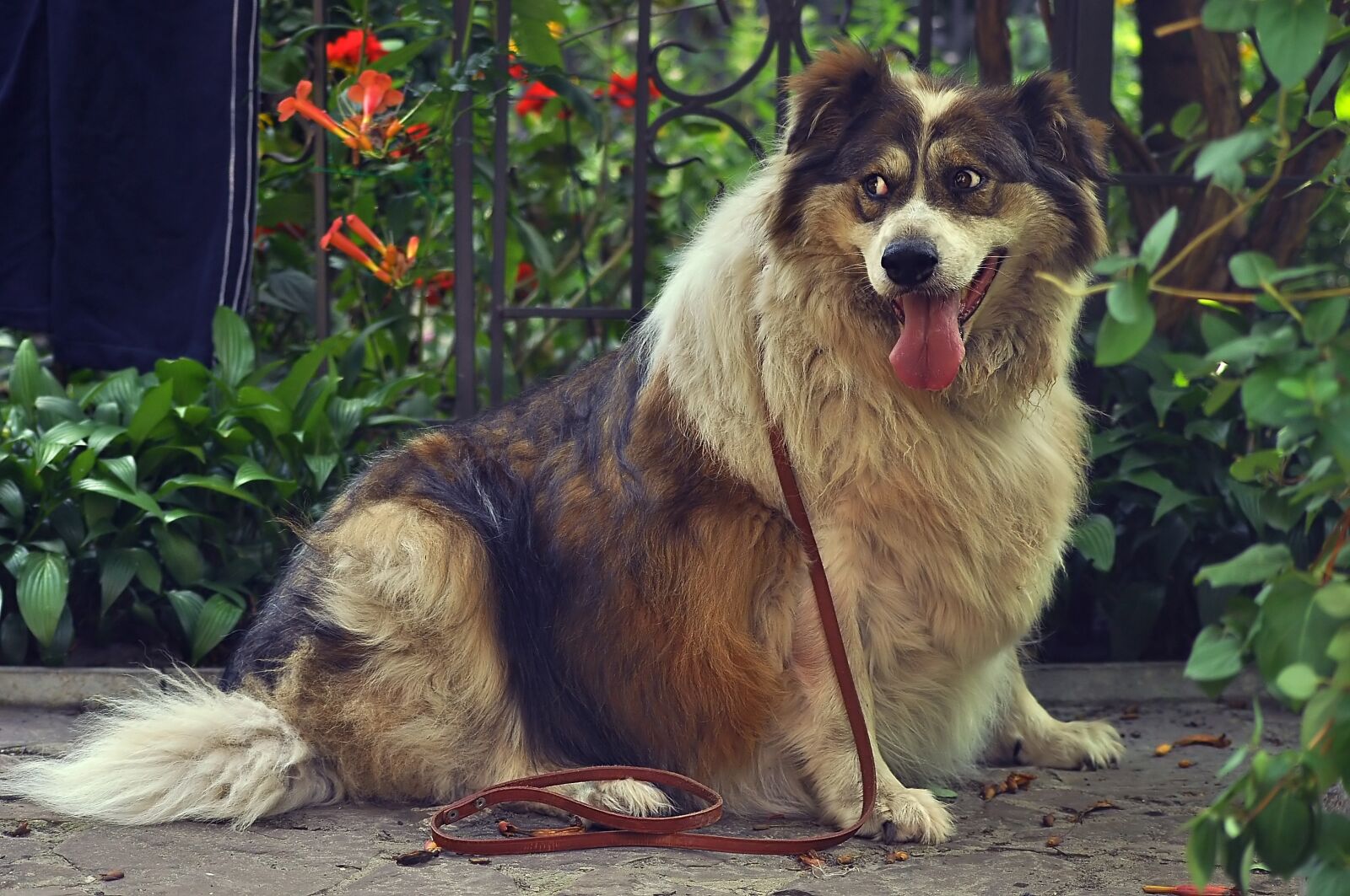 Nikon D90 sample photo. Dog, for a walk photography
