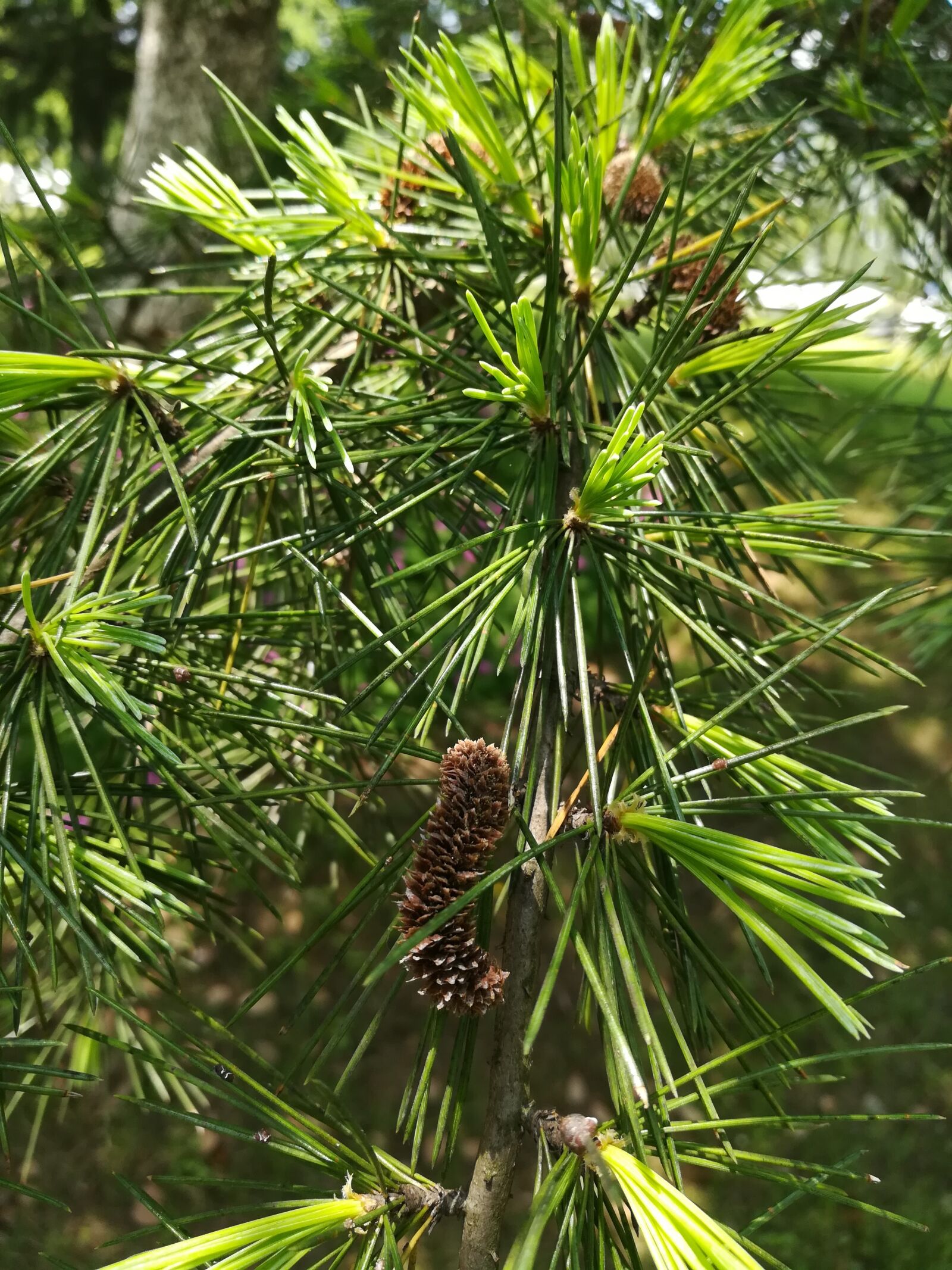 HUAWEI c??Eu?s 6X sample photo. Cedar, material, plant photography