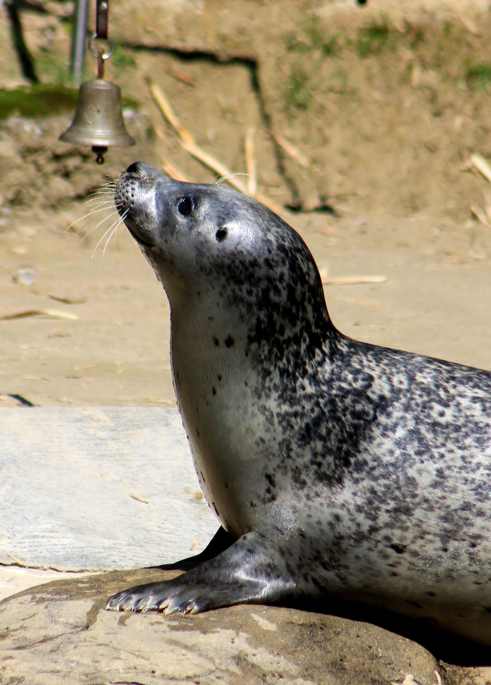 Canon EF 75-300mm f/4-5.6 sample photo. Seal, zoo, water photography