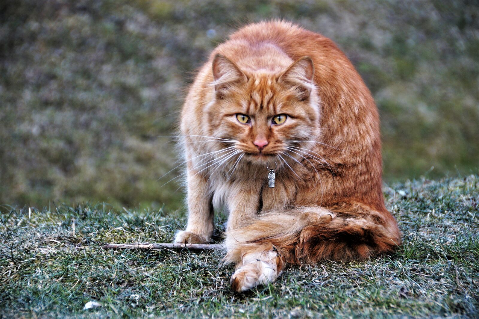 Sony SLT-A58 sample photo. Cat, tomcat, the red-haired photography