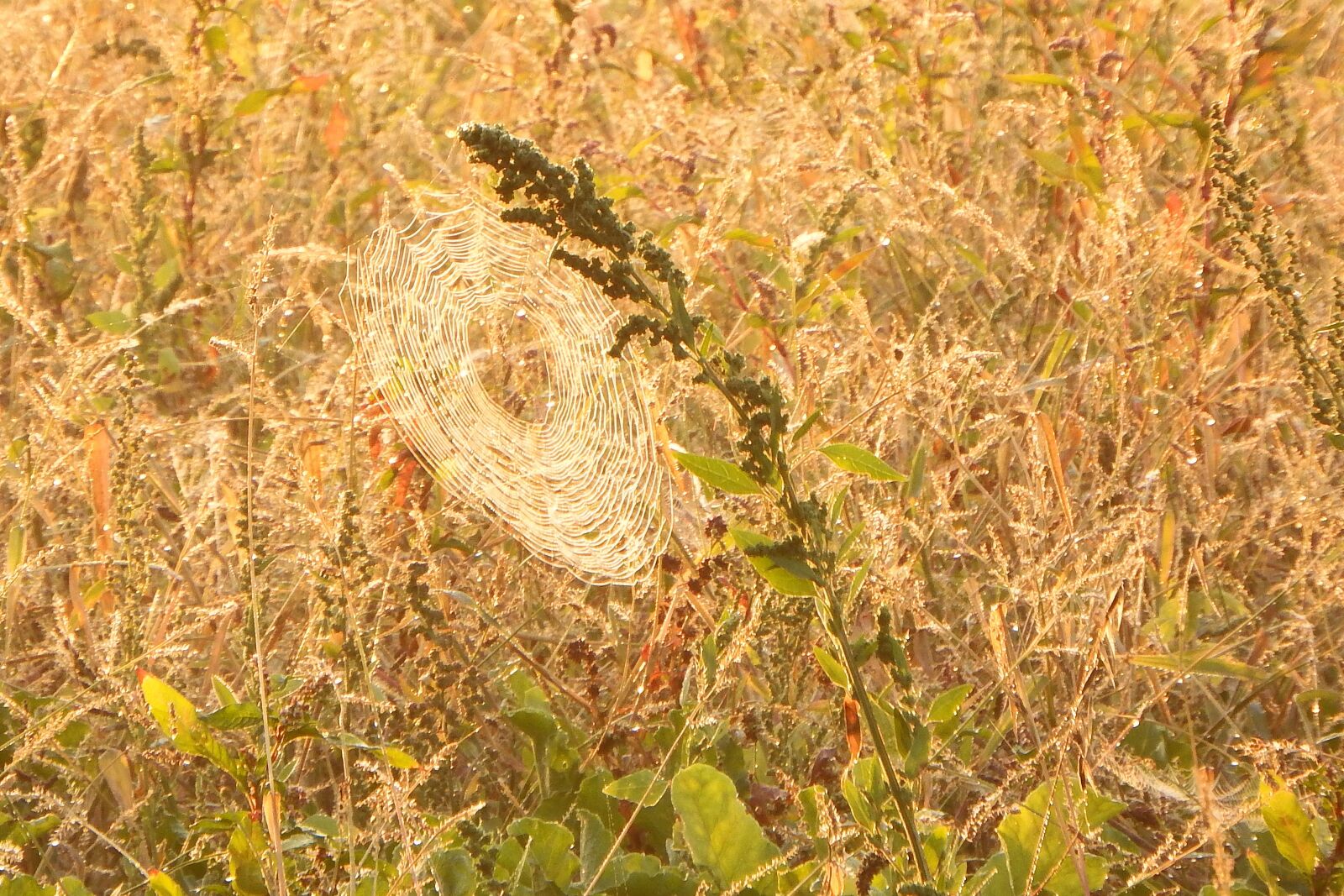 Fujifilm FinePix SL1000 sample photo. Fog, sunrise, cobweb photography