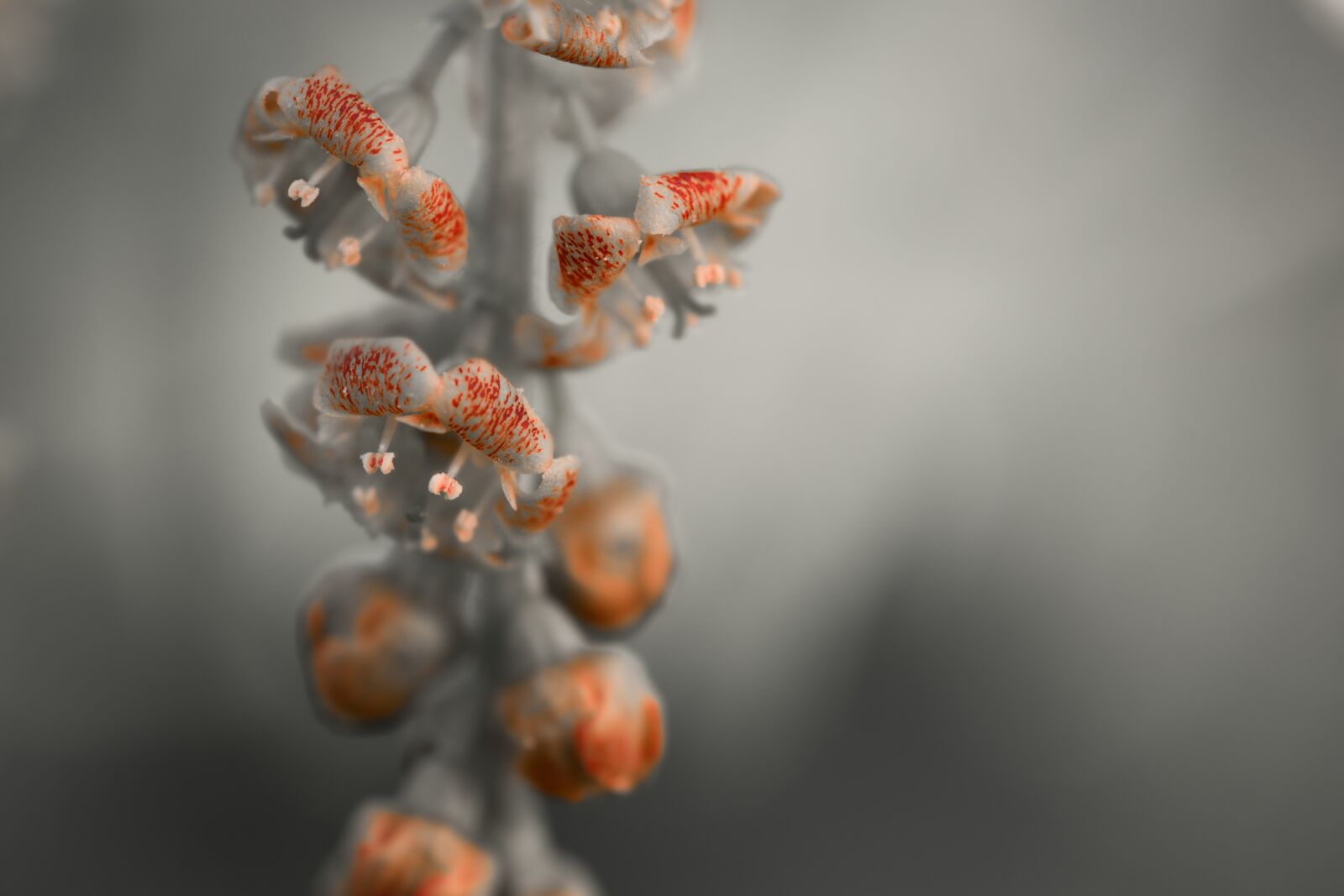Tamron SP 90mm F2.8 Di VC USD 1:1 Macro sample photo. Flower, flower currant, gray photography