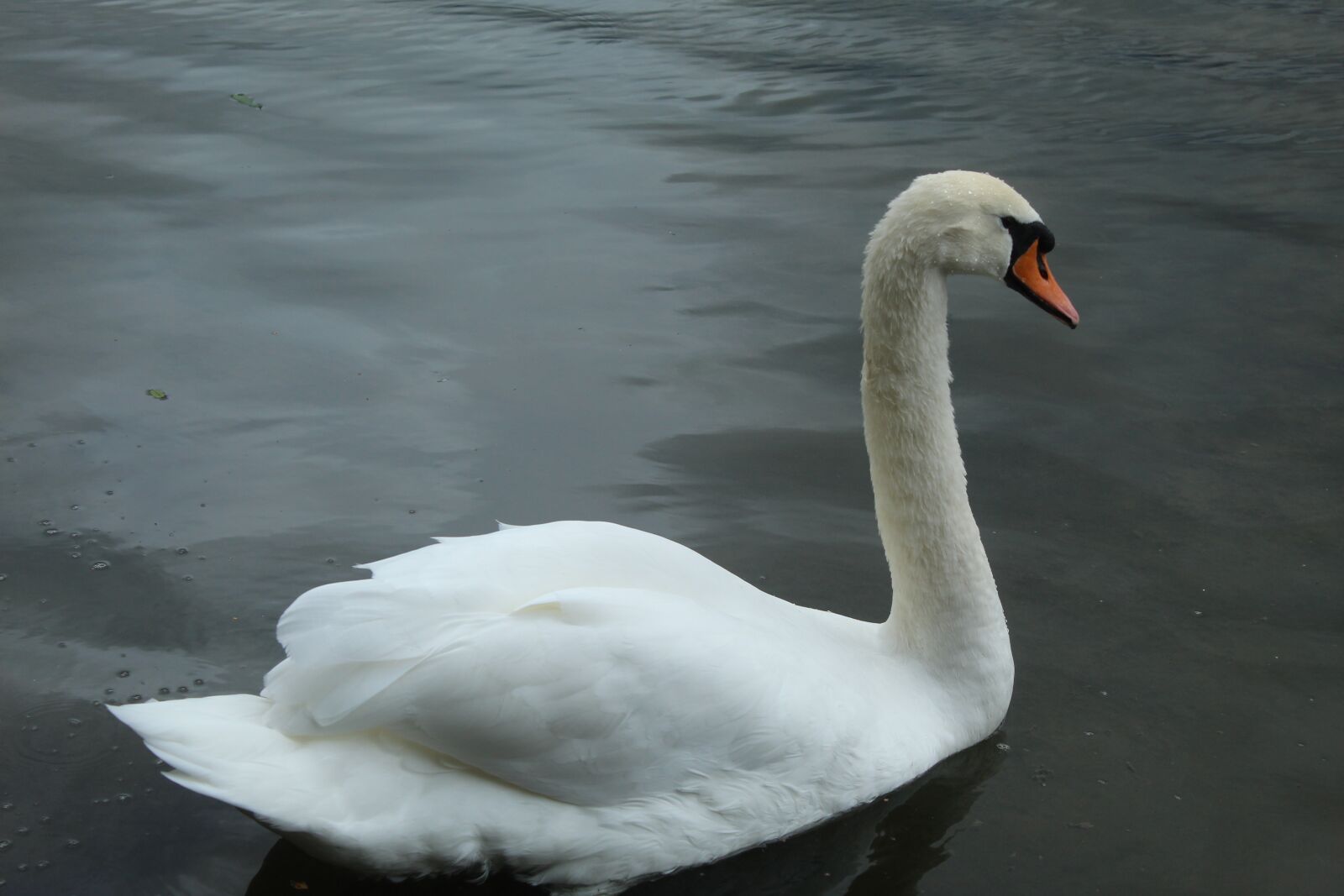 Canon EOS 4000D (EOS Rebel T100 / EOS 3000D) sample photo. Bird, waterbird, wildlife photography