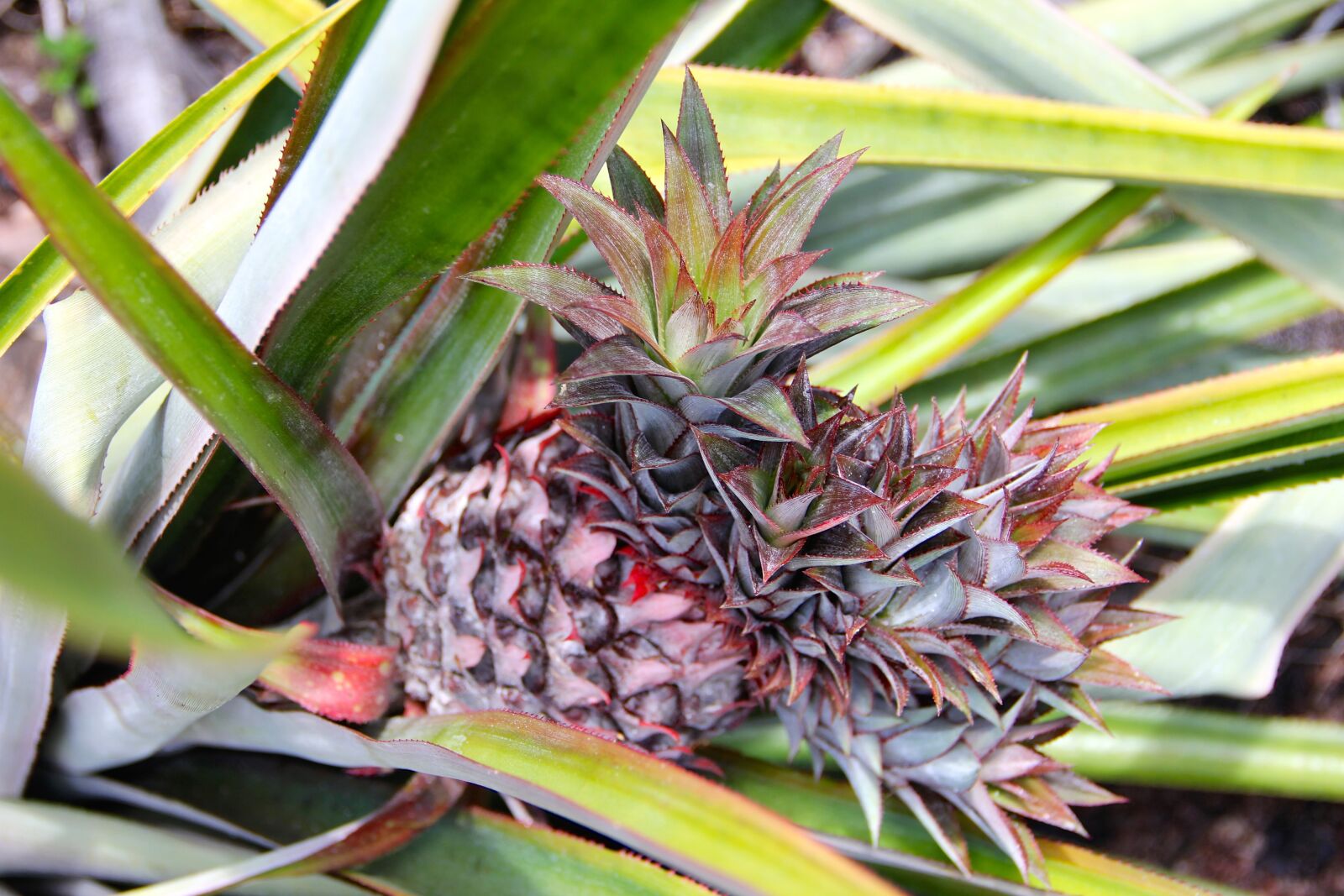 Canon EF-S 18-135mm F3.5-5.6 IS sample photo. Pineapple, plant, cactus photography