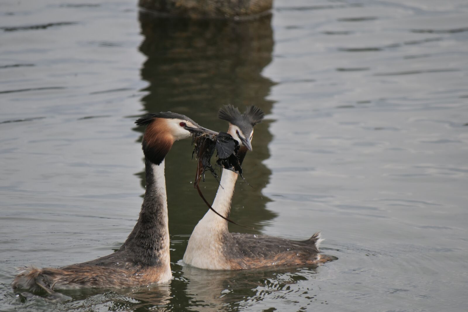 Panasonic Lumix DC-G9 sample photo. Waters, lake, great crested photography