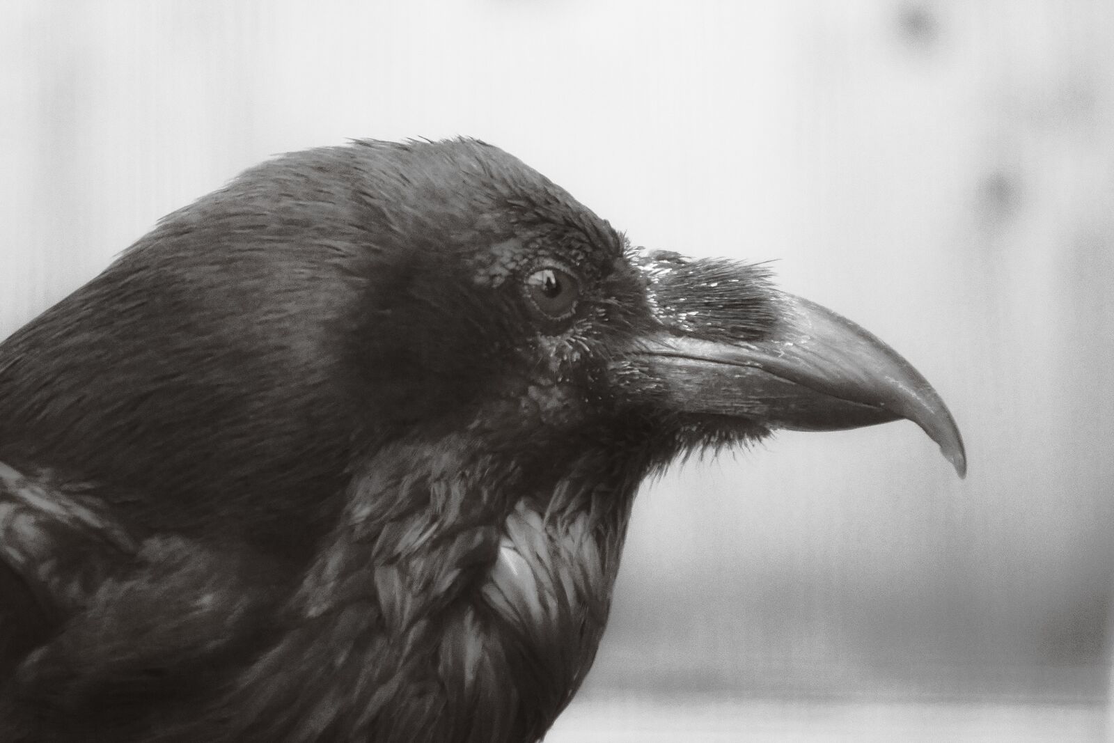 Nikon D5300 sample photo. Bird, close up, animal photography