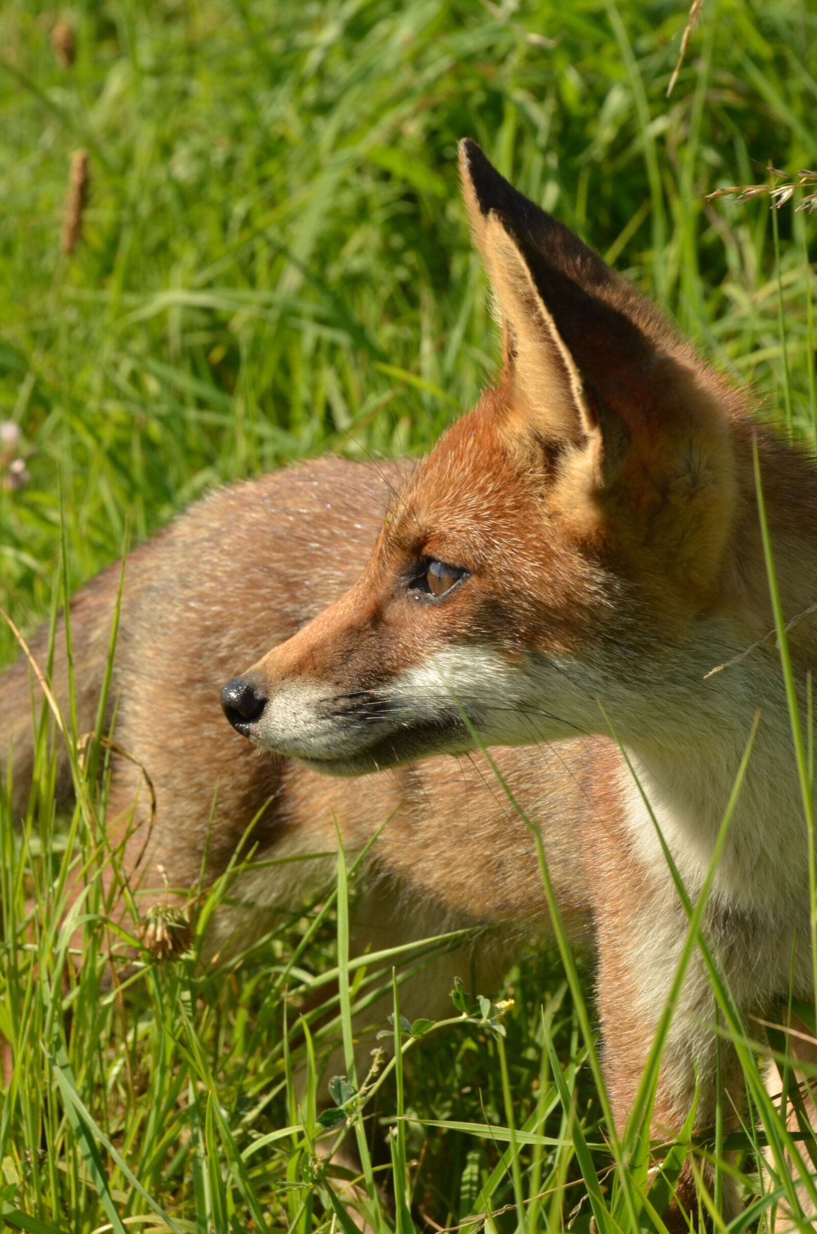 Nikon D7000 sample photo. Fox, predator, mammal photography