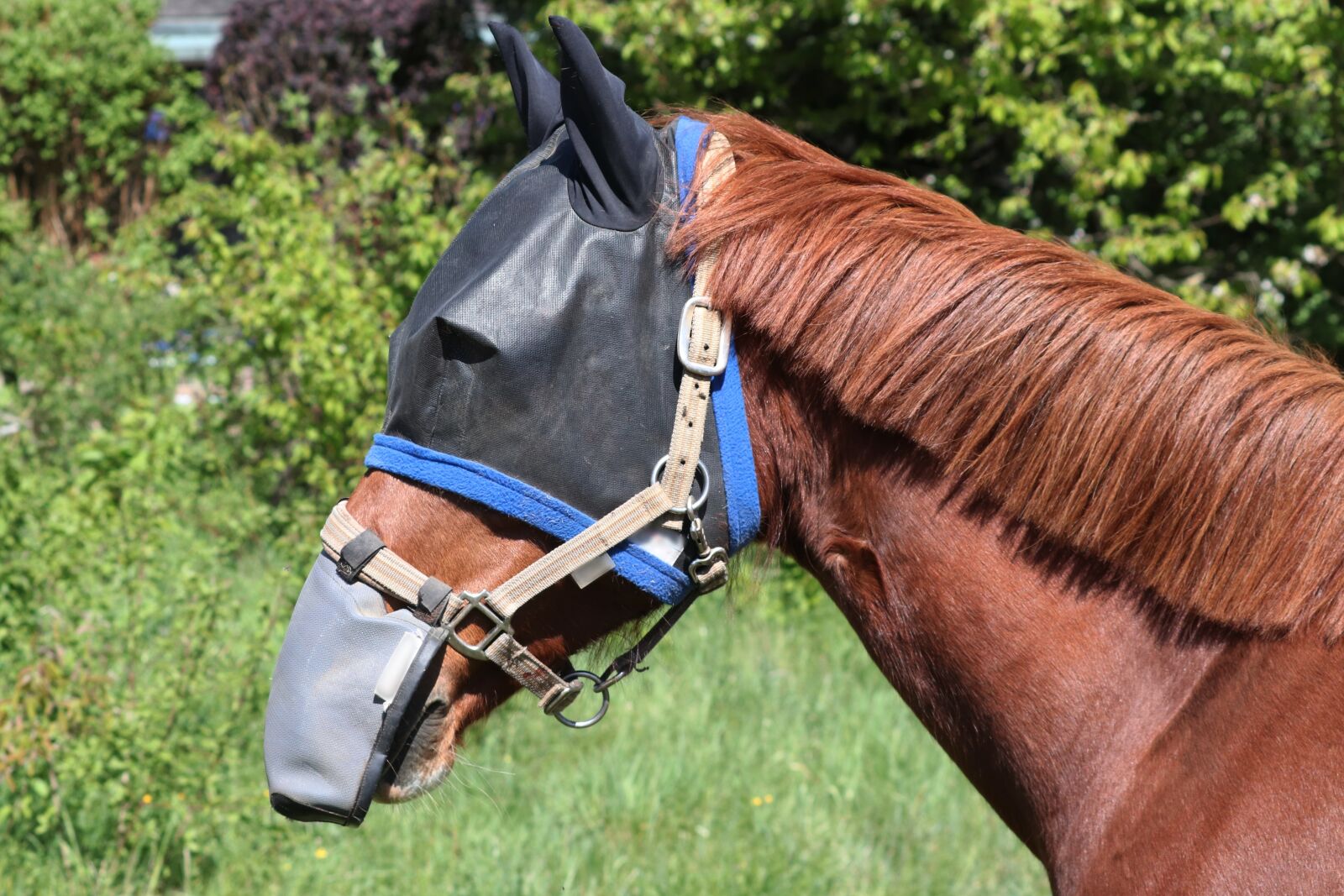 Canon EOS 200D (EOS Rebel SL2 / EOS Kiss X9) sample photo. Horse, fly mask, protective photography