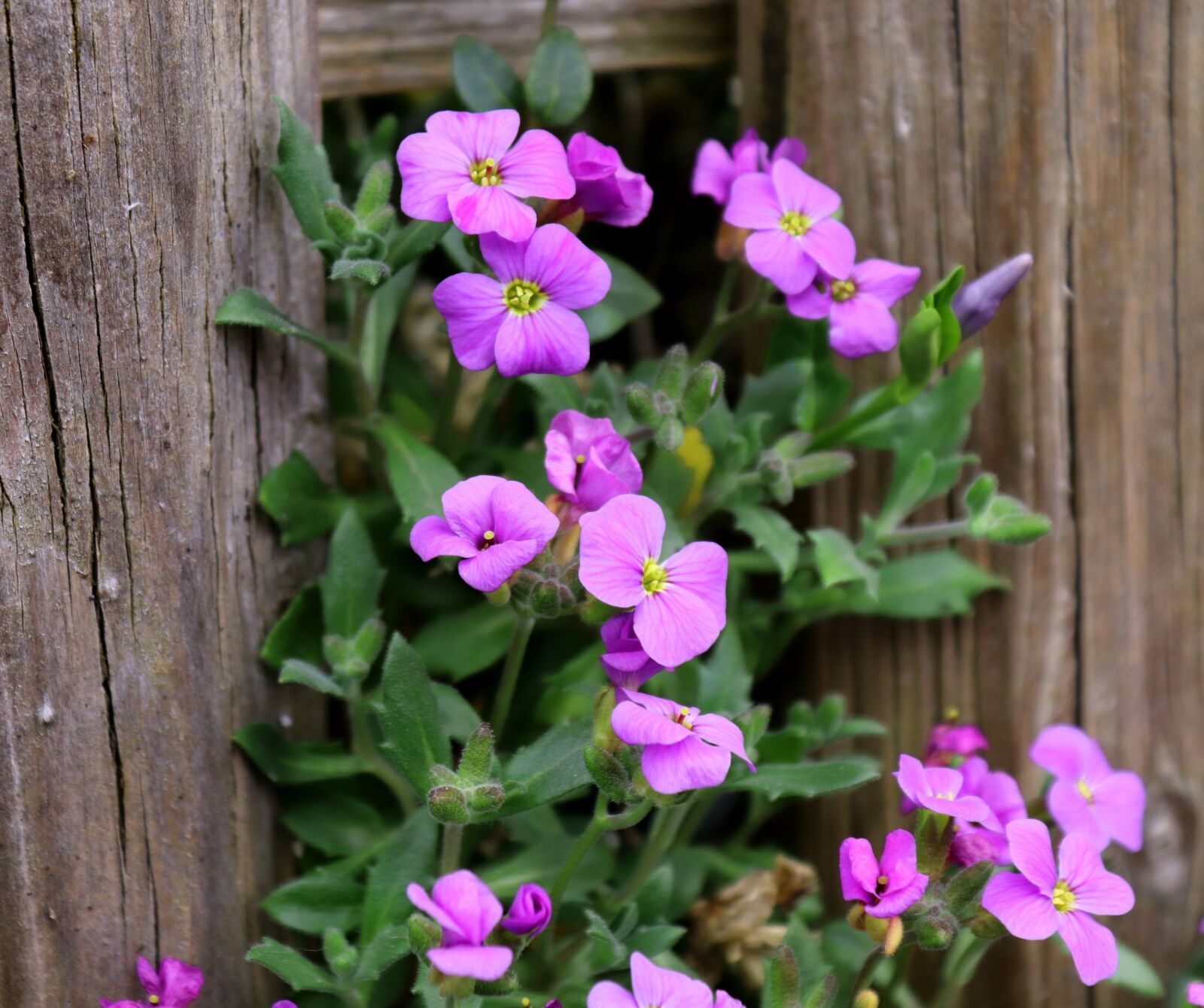 Canon EOS 200D (EOS Rebel SL2 / EOS Kiss X9) sample photo. Flower, plant, nature photography