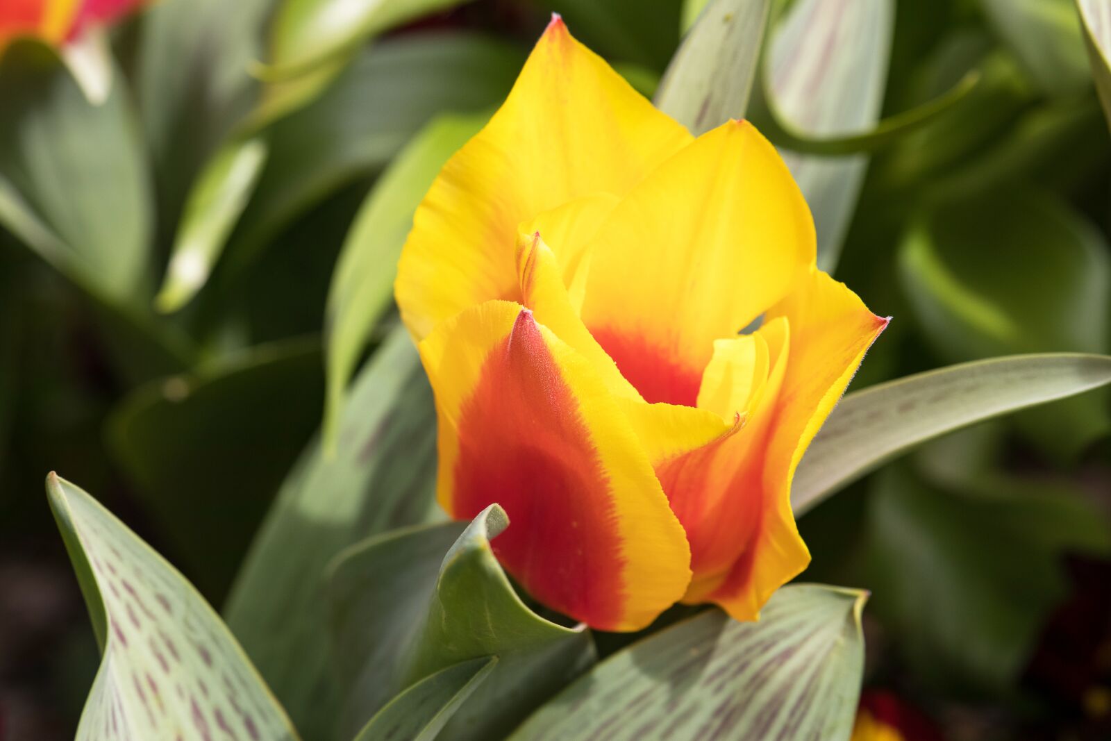 Canon EF-S 55-250mm F4-5.6 IS STM sample photo. Tulip, flower, plant photography