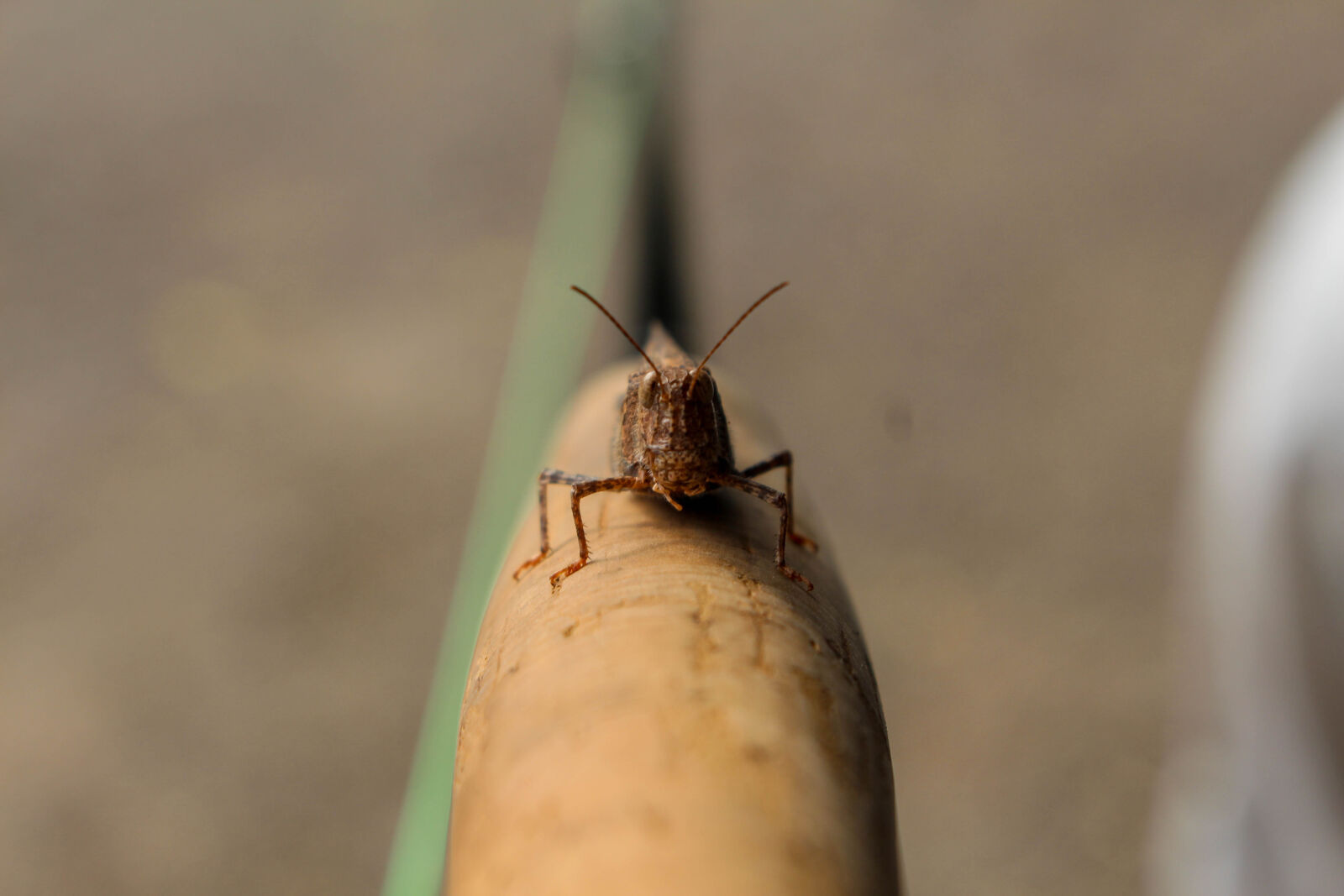 Canon EOS 700D (EOS Rebel T5i / EOS Kiss X7i) sample photo. Bug, fishing, fly, fishing photography