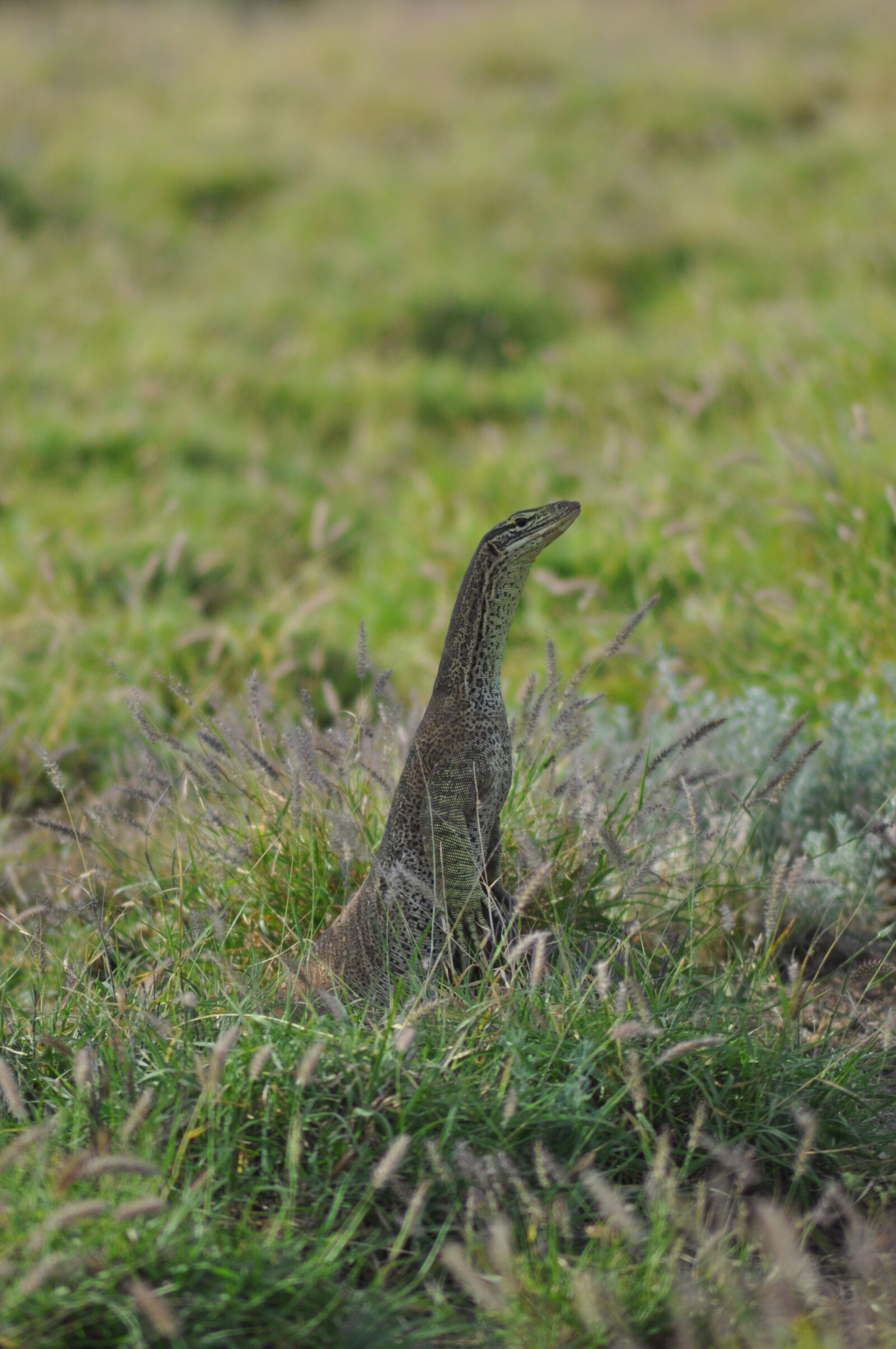 Nikon D90 sample photo. Nature, wildlife, grass photography