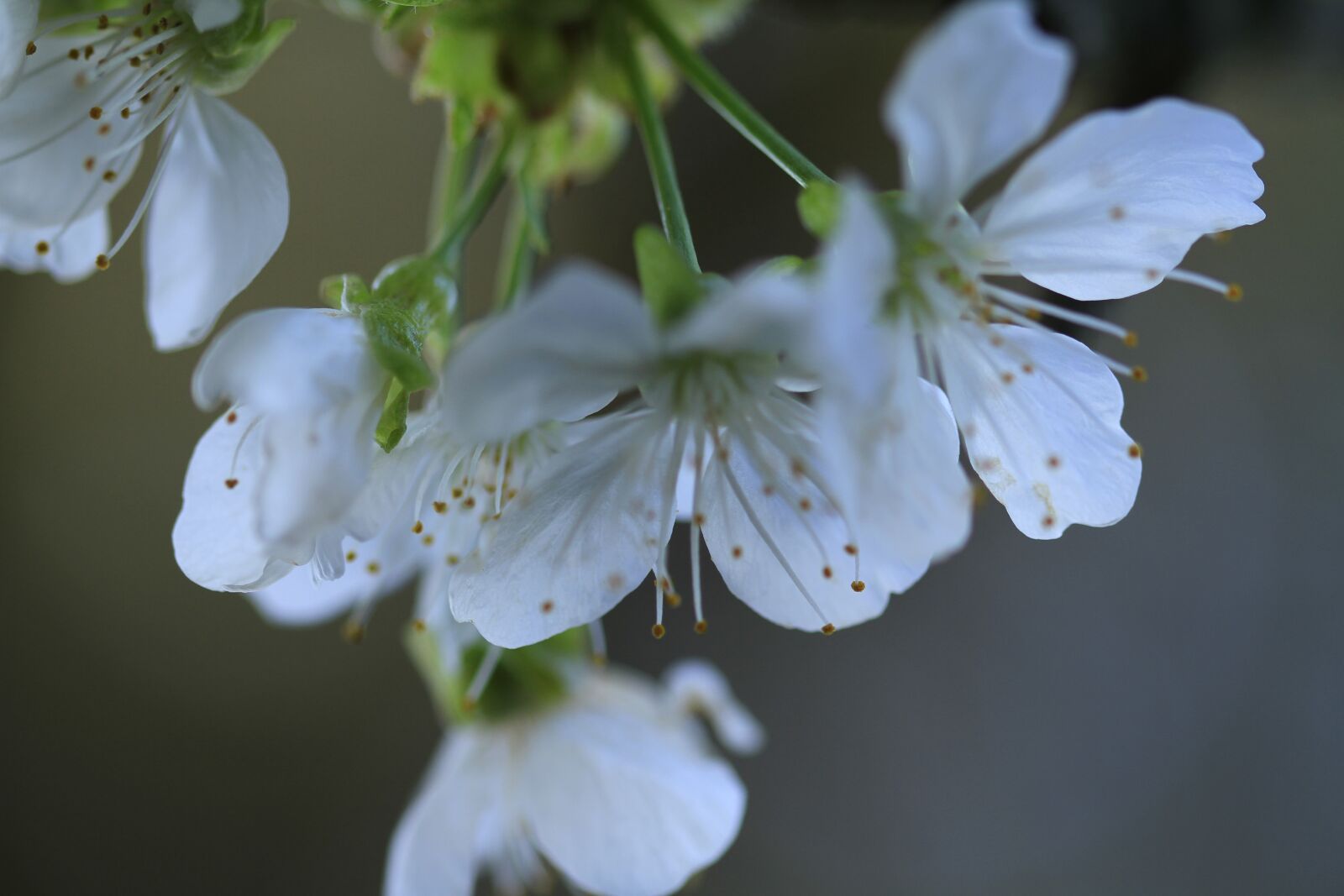 Canon EOS 7D sample photo. Flowers, bell tree, white photography