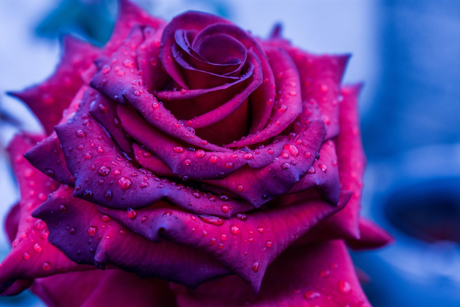 Nikon D3400 sample photo. Rosa, beautiful rose, flower photography