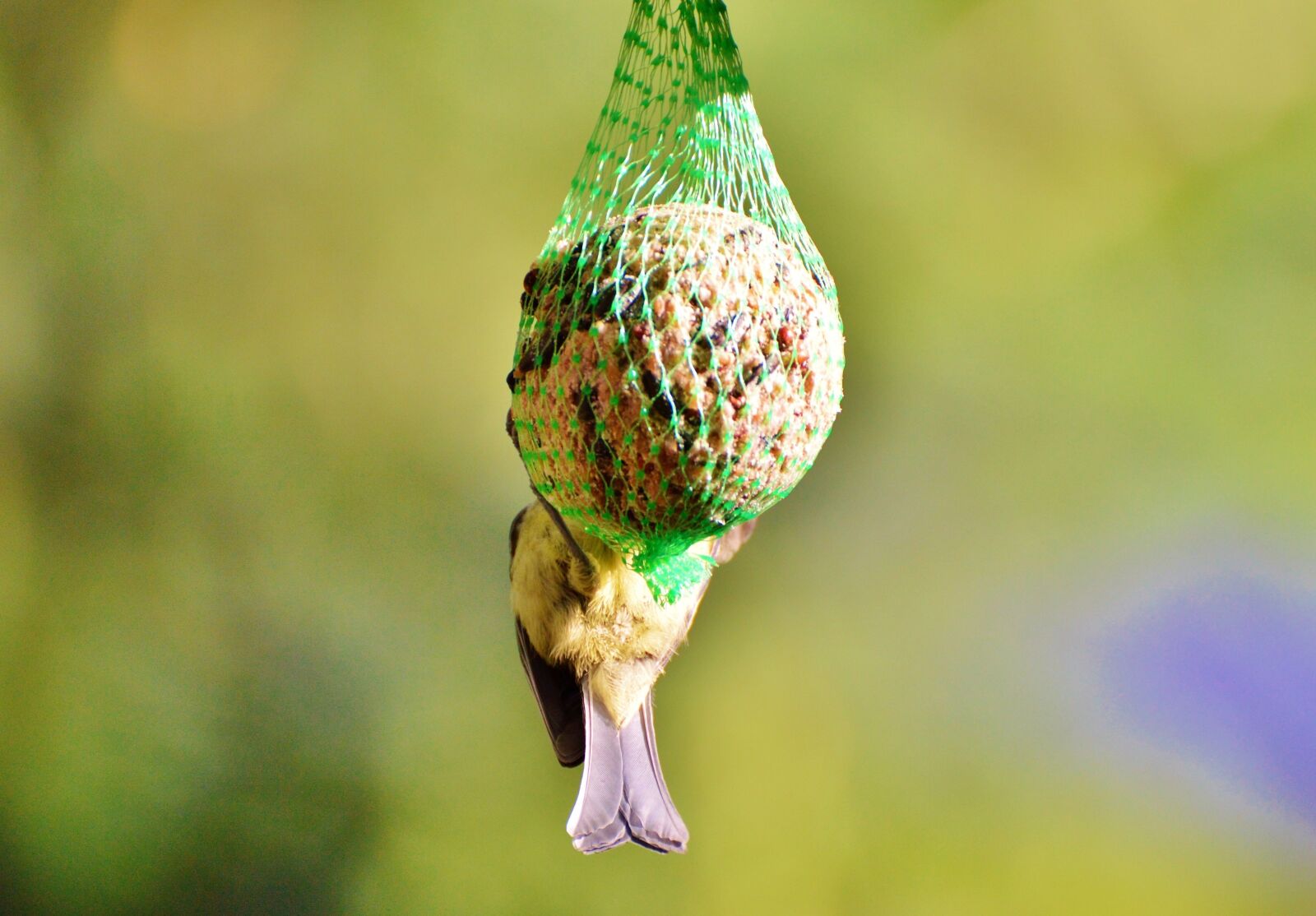 Nikon D3200 sample photo. Tit, tits cock, bird photography