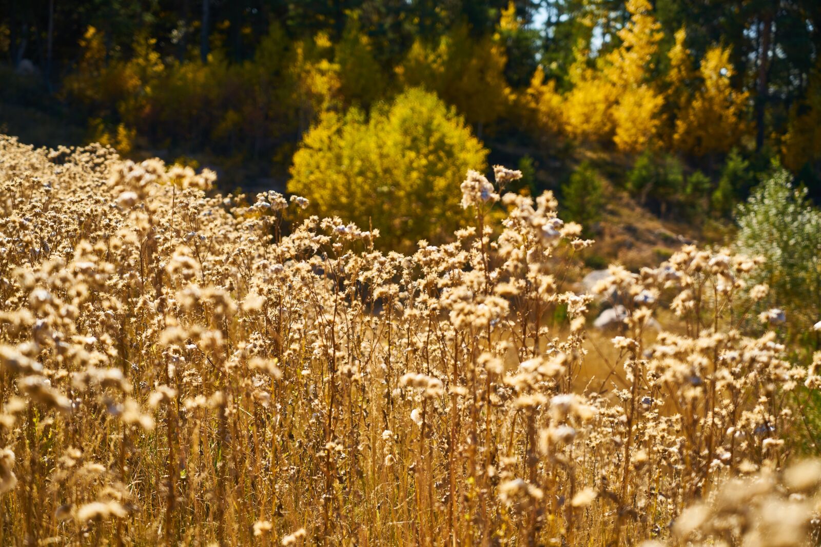 Sony a7R II sample photo. Plant, dry, leaves photography