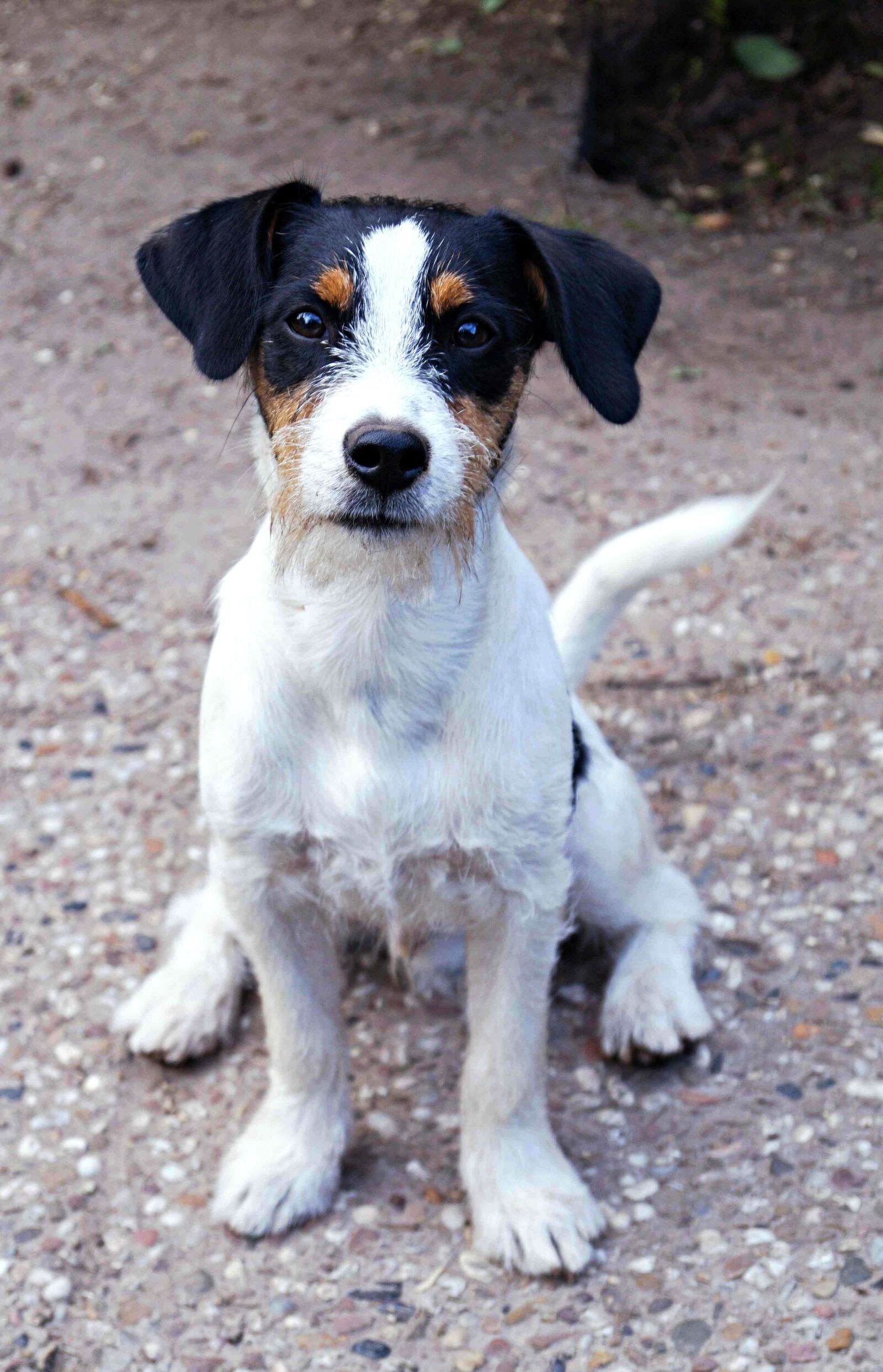 Sony DT 18-55mm F3.5-5.6 SAM II sample photo. Dog, jack russell terrier photography