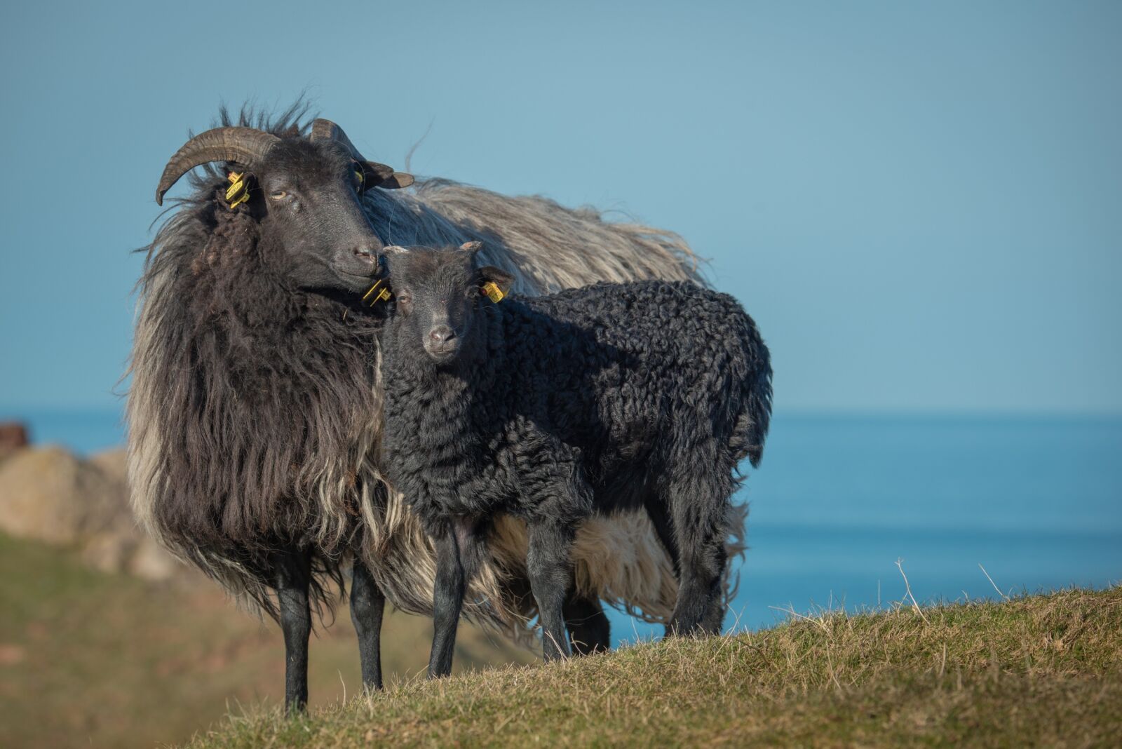 Nikon D800 sample photo. Grey horned heidschnucke, heidschnucke photography