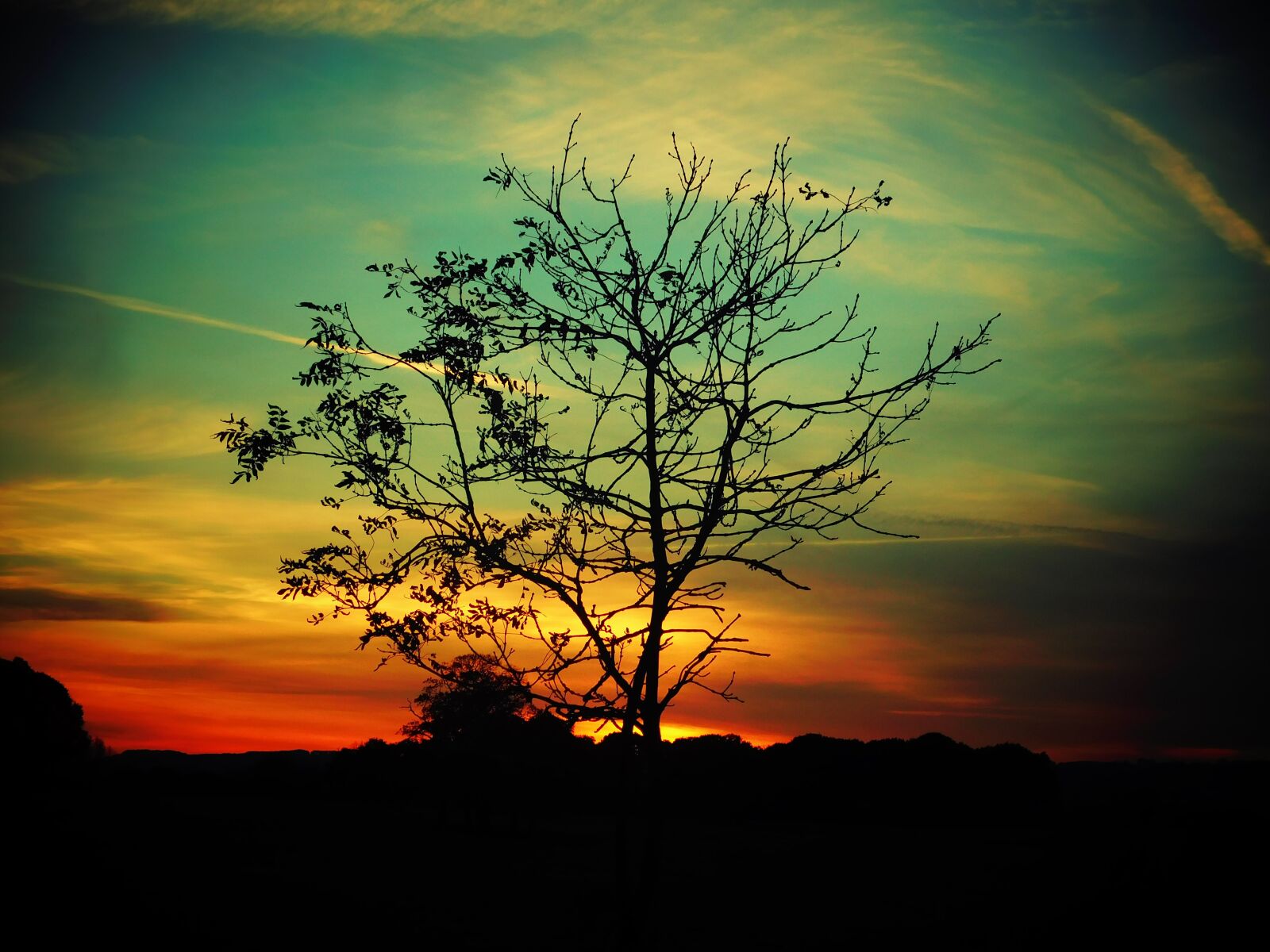 Nikon Coolpix L840 sample photo. Tree, sunset, sky photography