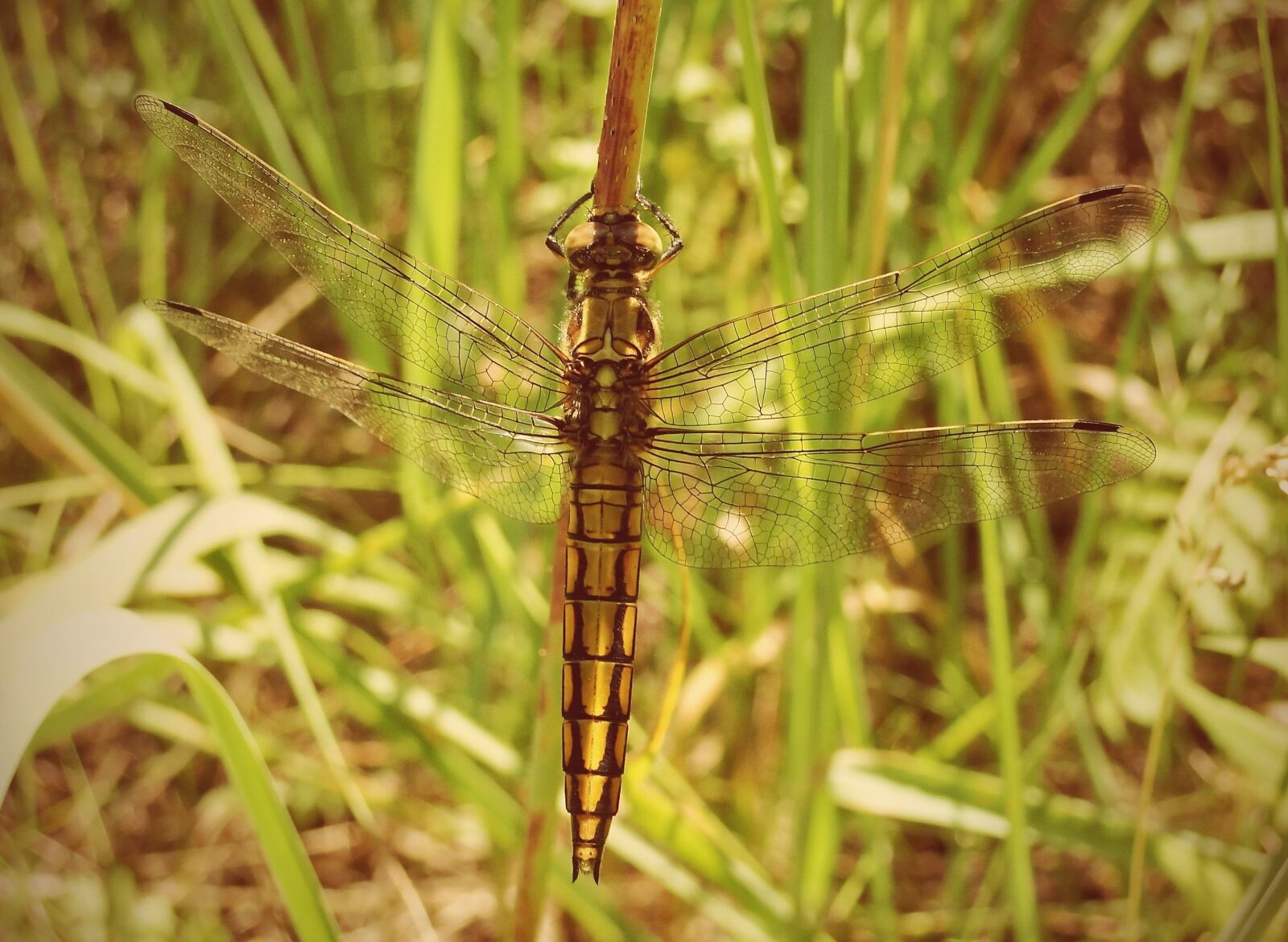 Sony Cyber-shot DSC-HX1 sample photo. Nature, insect, at the photography