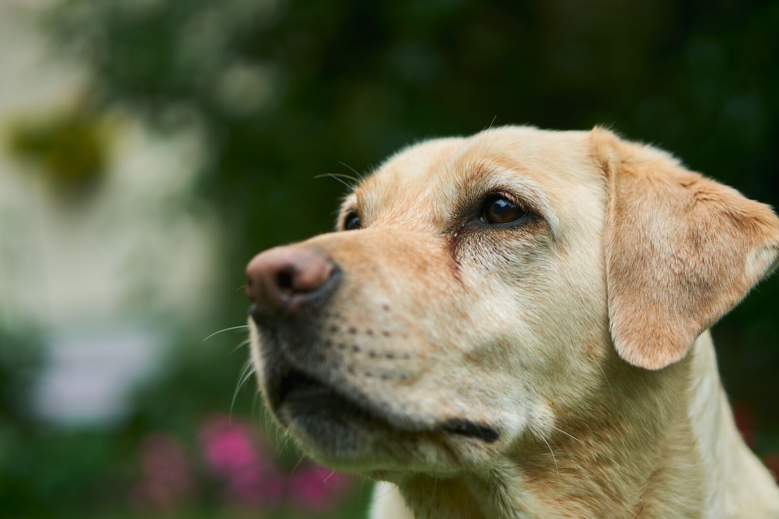 Sony E 50mm F1.8 OSS sample photo. Labrador, dog, animal photography