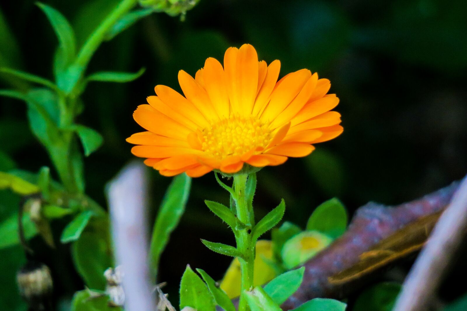 Canon PowerShot G3 X sample photo. Flower, natural, summer photography