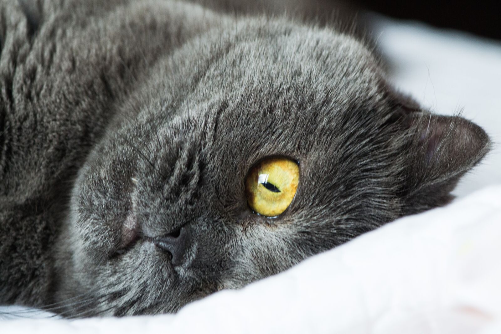 Nikon D3100 sample photo. Animals, mammals, cute photography