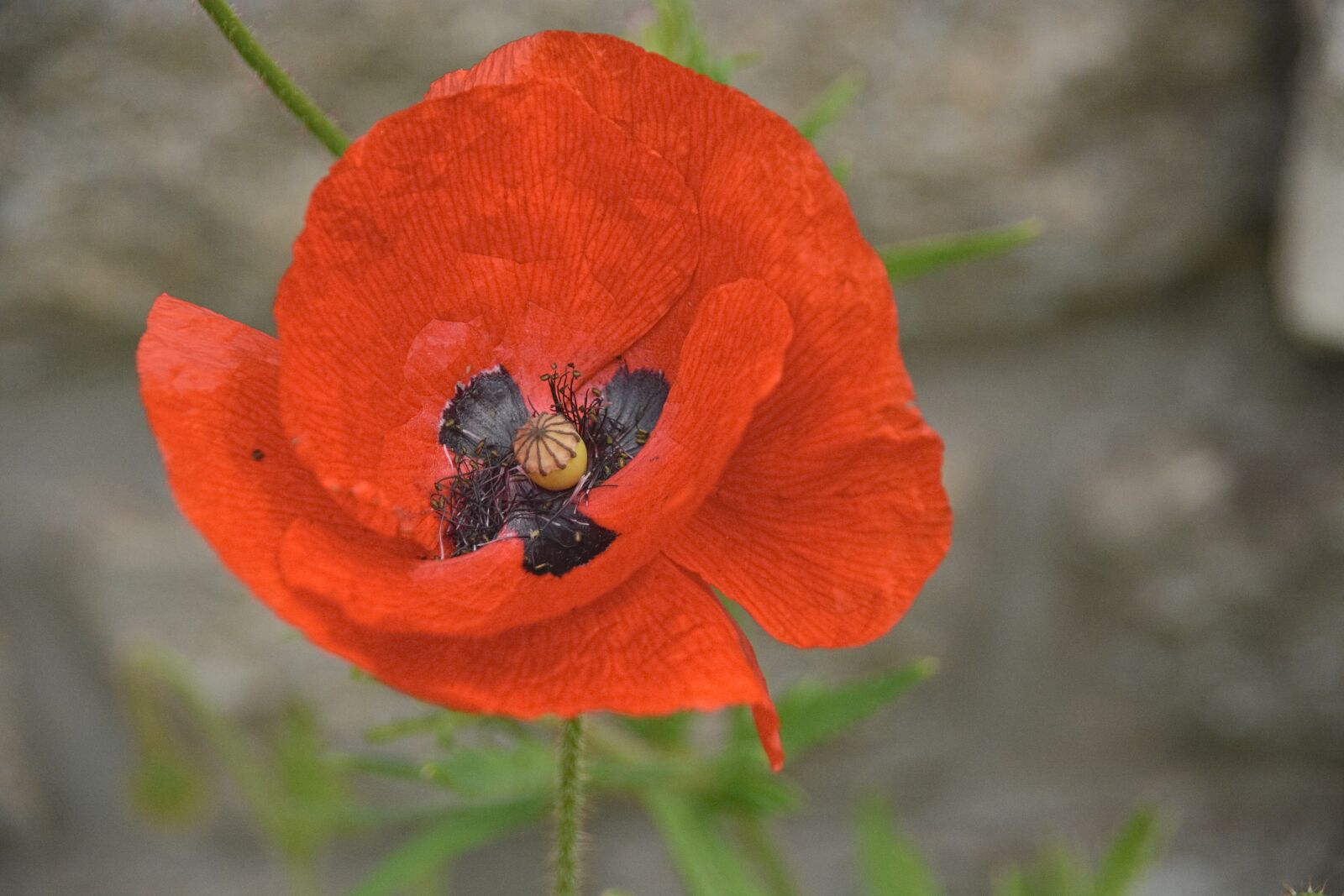 Nikon D5200 sample photo. Flower, flora, poppy photography
