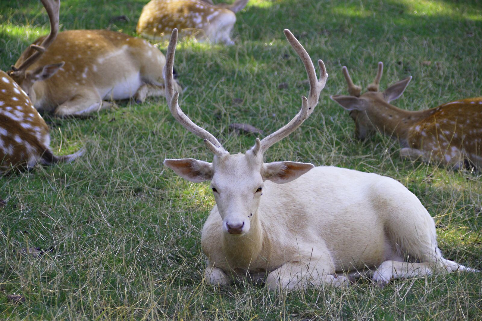 Canon EOS 700D (EOS Rebel T5i / EOS Kiss X7i) sample photo. Hirsch, animal, white photography
