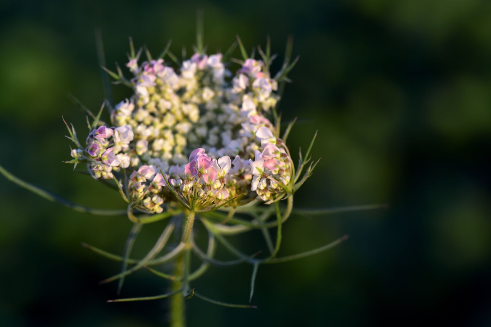 Nikon D750 sample photo. Chervil, white, doldengewaechs photography
