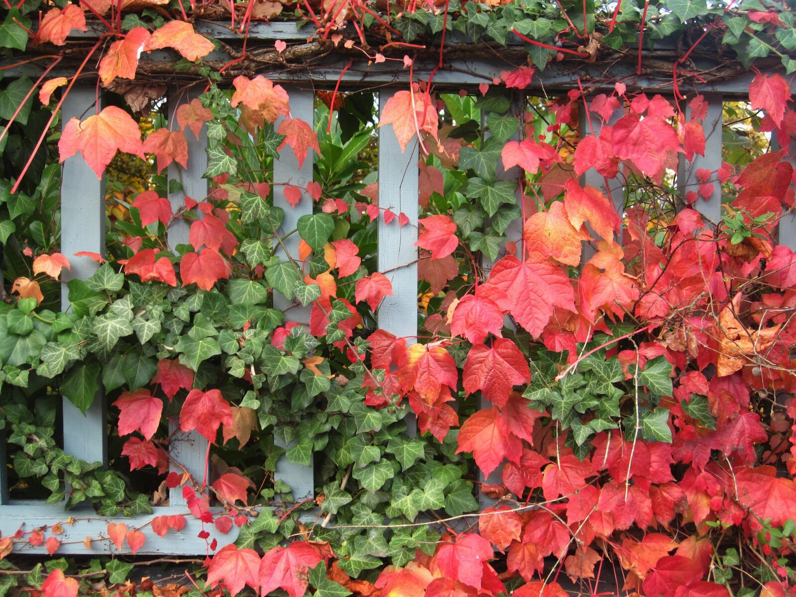 Canon PowerShot SD1200 IS (Digital IXUS 95 IS / IXY Digital 110 IS) sample photo. Garden in autumn, wine photography