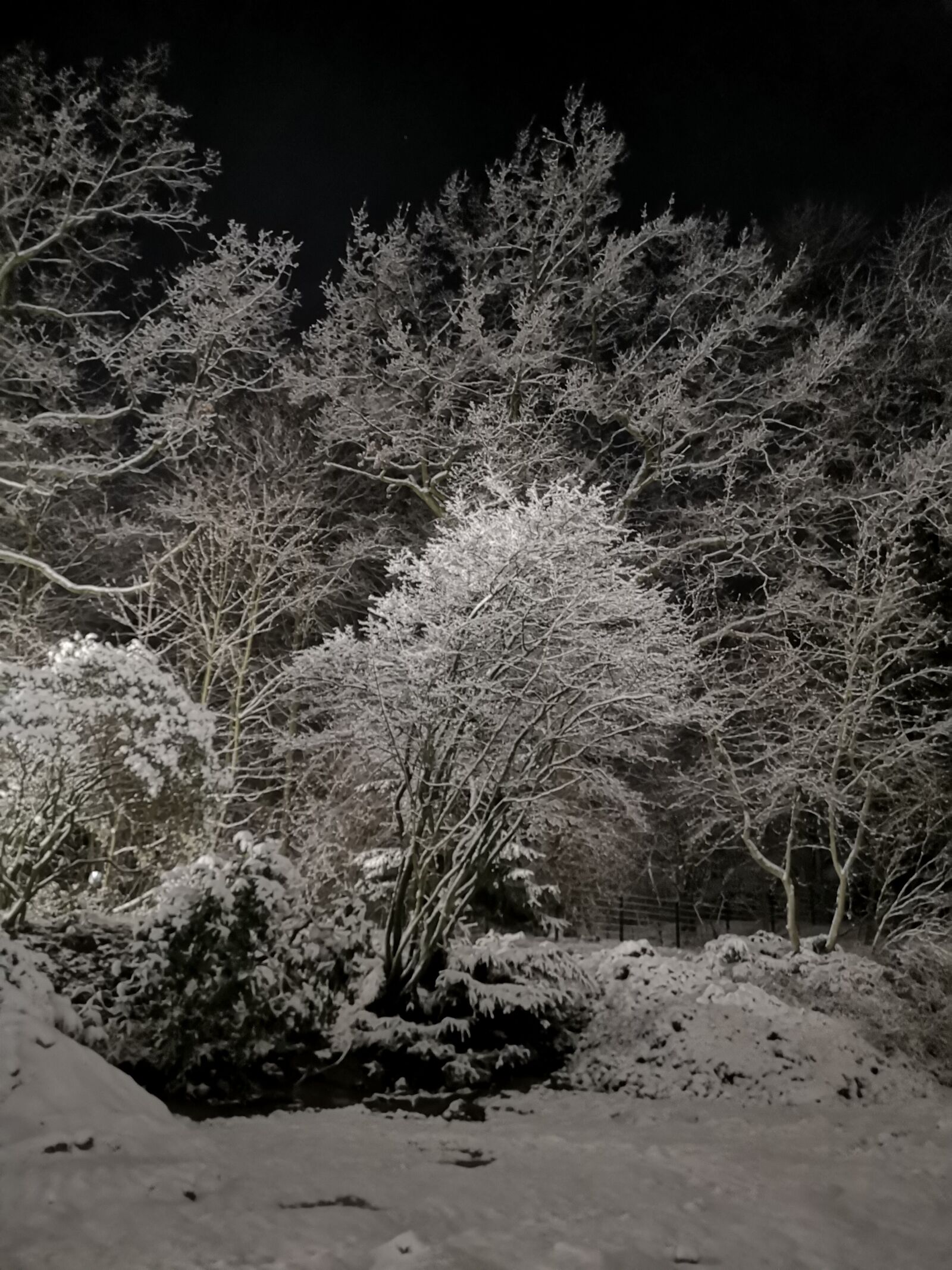 HUAWEI CLT-L29 sample photo. Winter, trees, snow photography