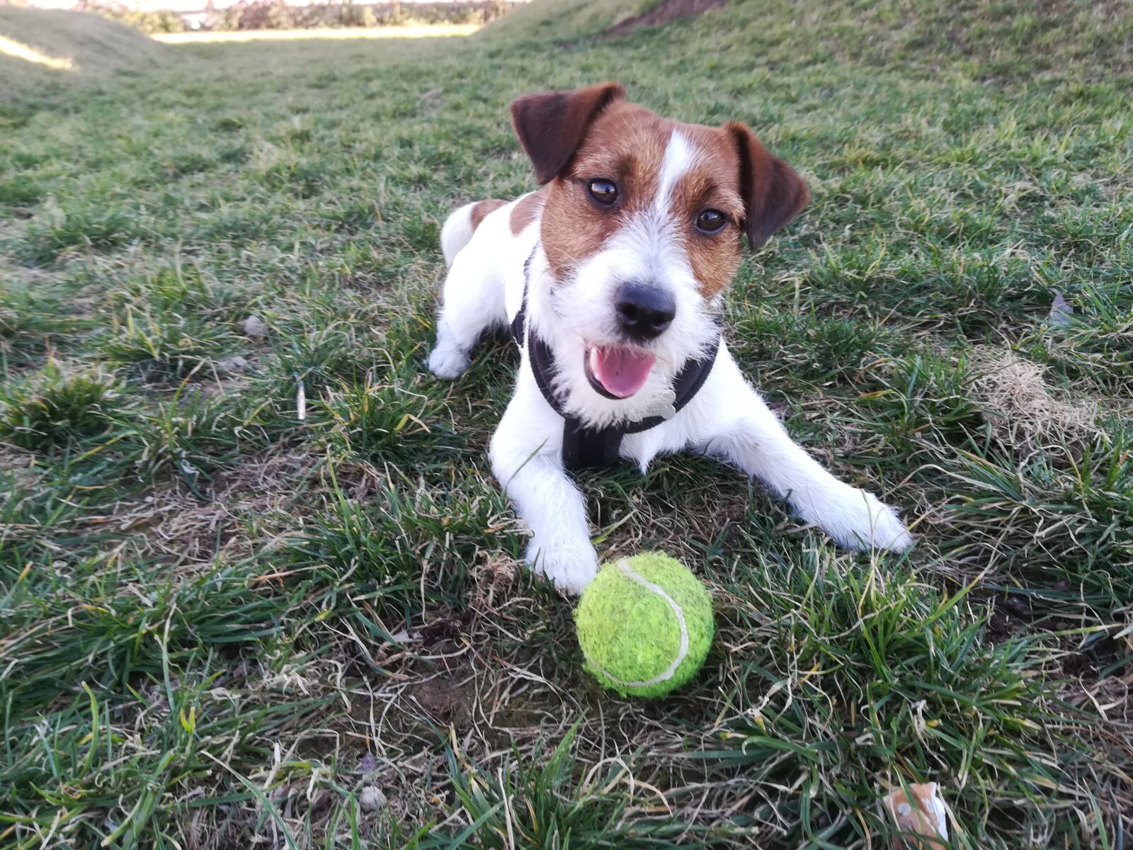 HUAWEI P10 lite sample photo. Dog, jack russell, pet photography