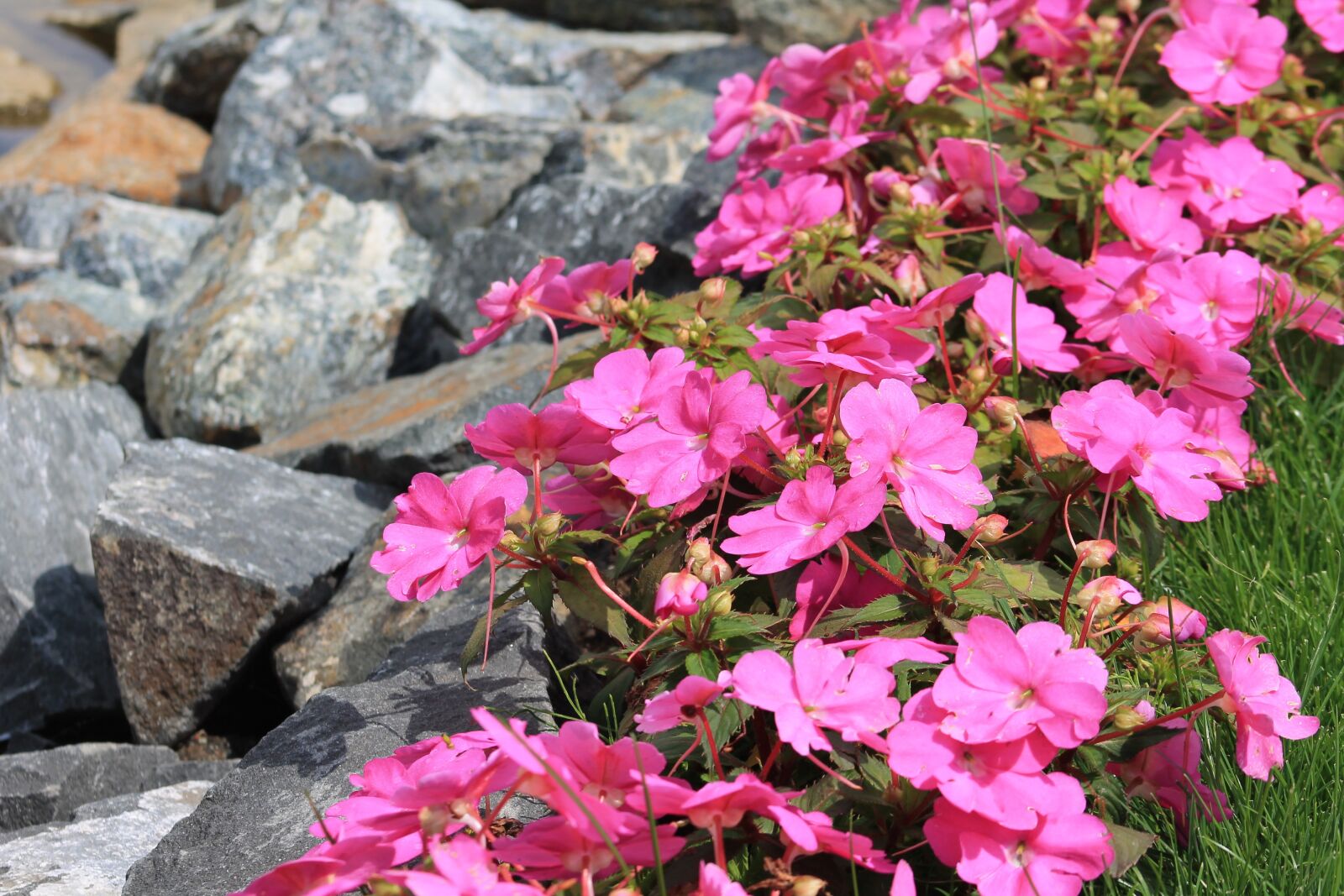 Canon EF 75-300mm f/4-5.6 sample photo. Minieuroland, klodzko, flowers photography