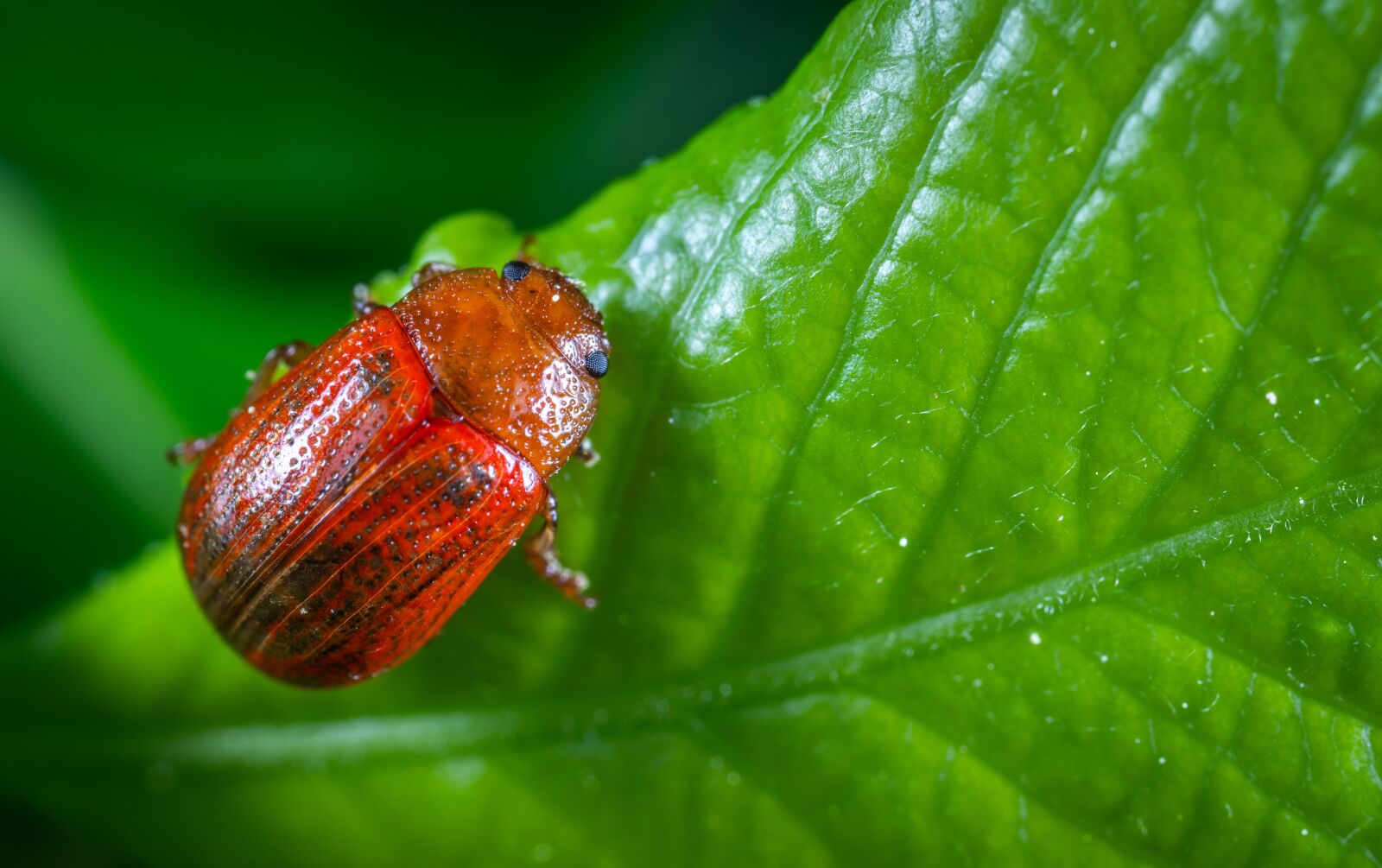 #124 65/2.8 sample photo. Insect, macro, beetle photography