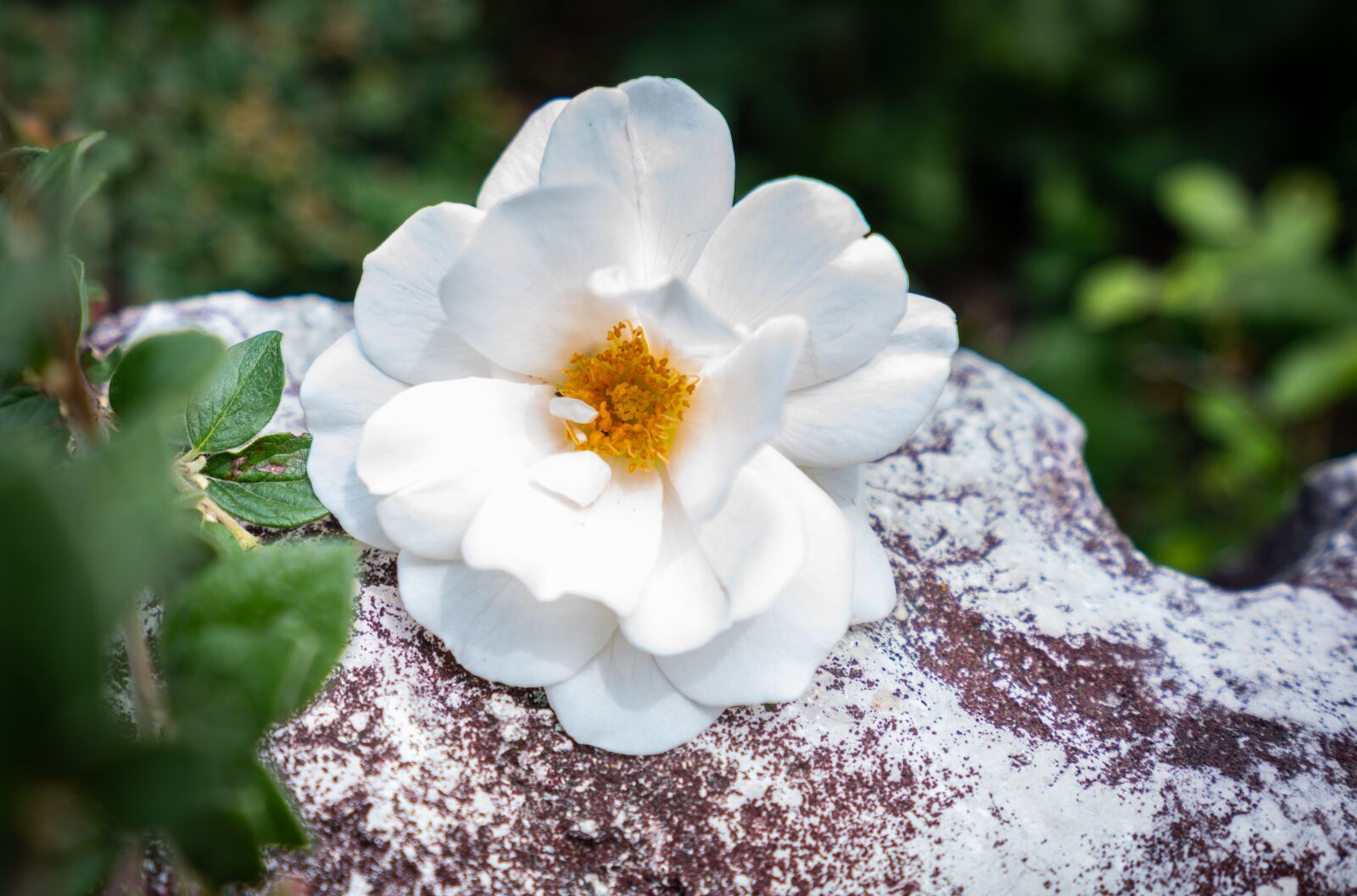 Sony Vario-Tessar T* FE 16-35mm F4 ZA OSS sample photo. Flower, nature, garden photography