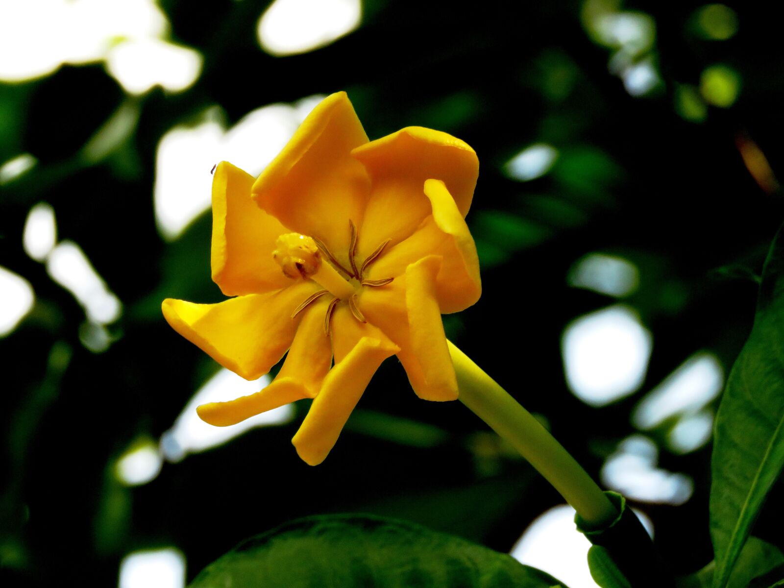 Canon PowerShot SX60 HS sample photo. Close up, flower, fresh photography