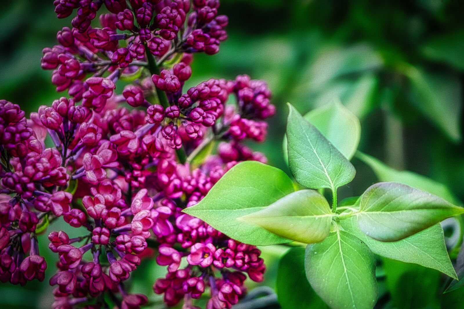 Panasonic Lumix DMC-GX8 sample photo. Lilac, flowers, nature photography