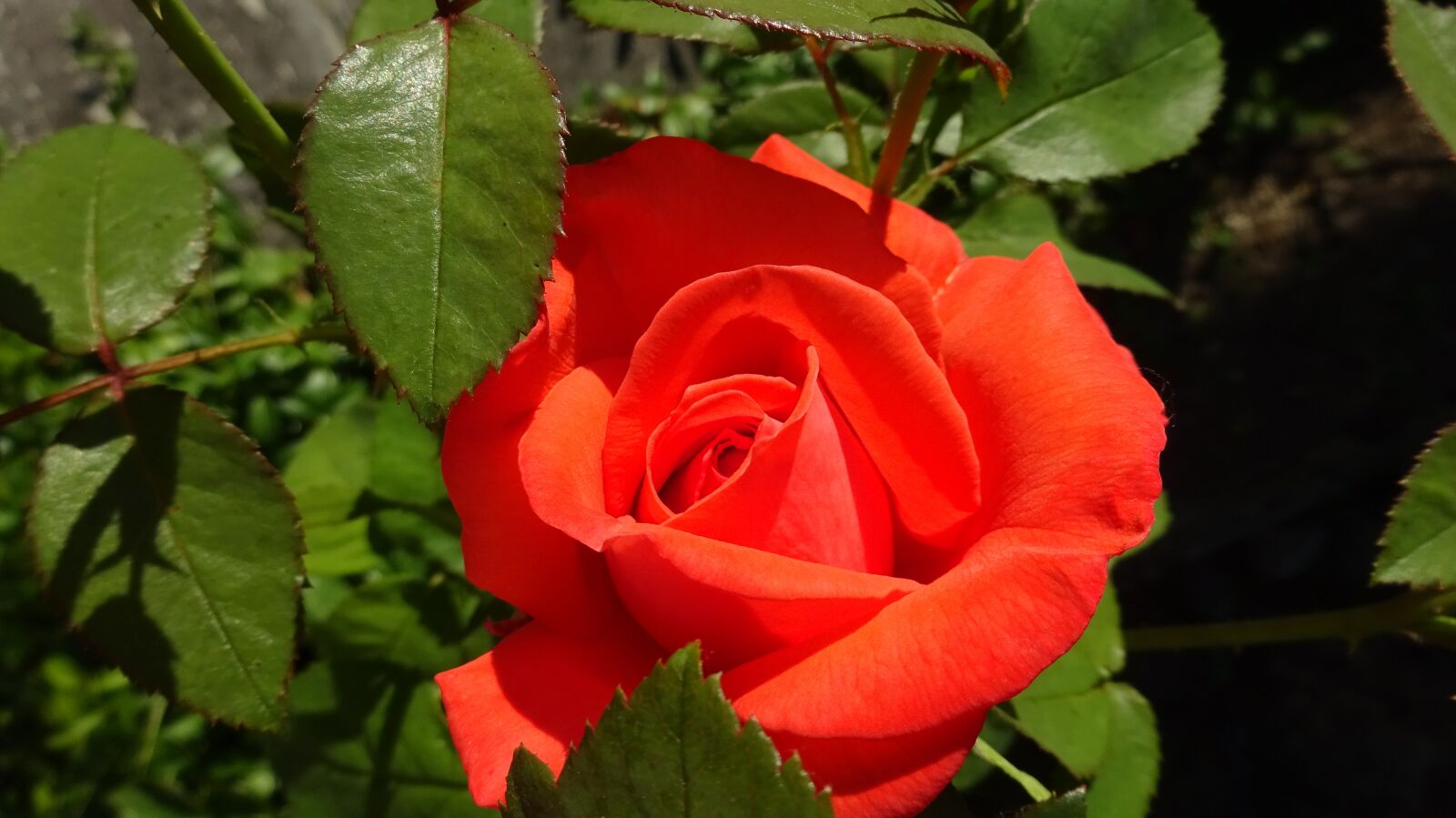 Sony Cyber-shot DSC-WX350 sample photo. Red roses, rose, red photography