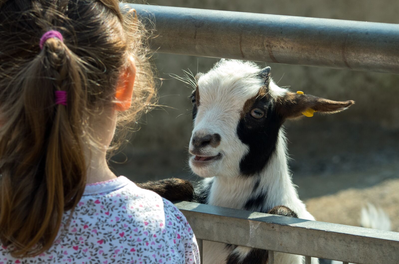 Canon EOS 80D sample photo. Goat, zoo, domestic goat photography