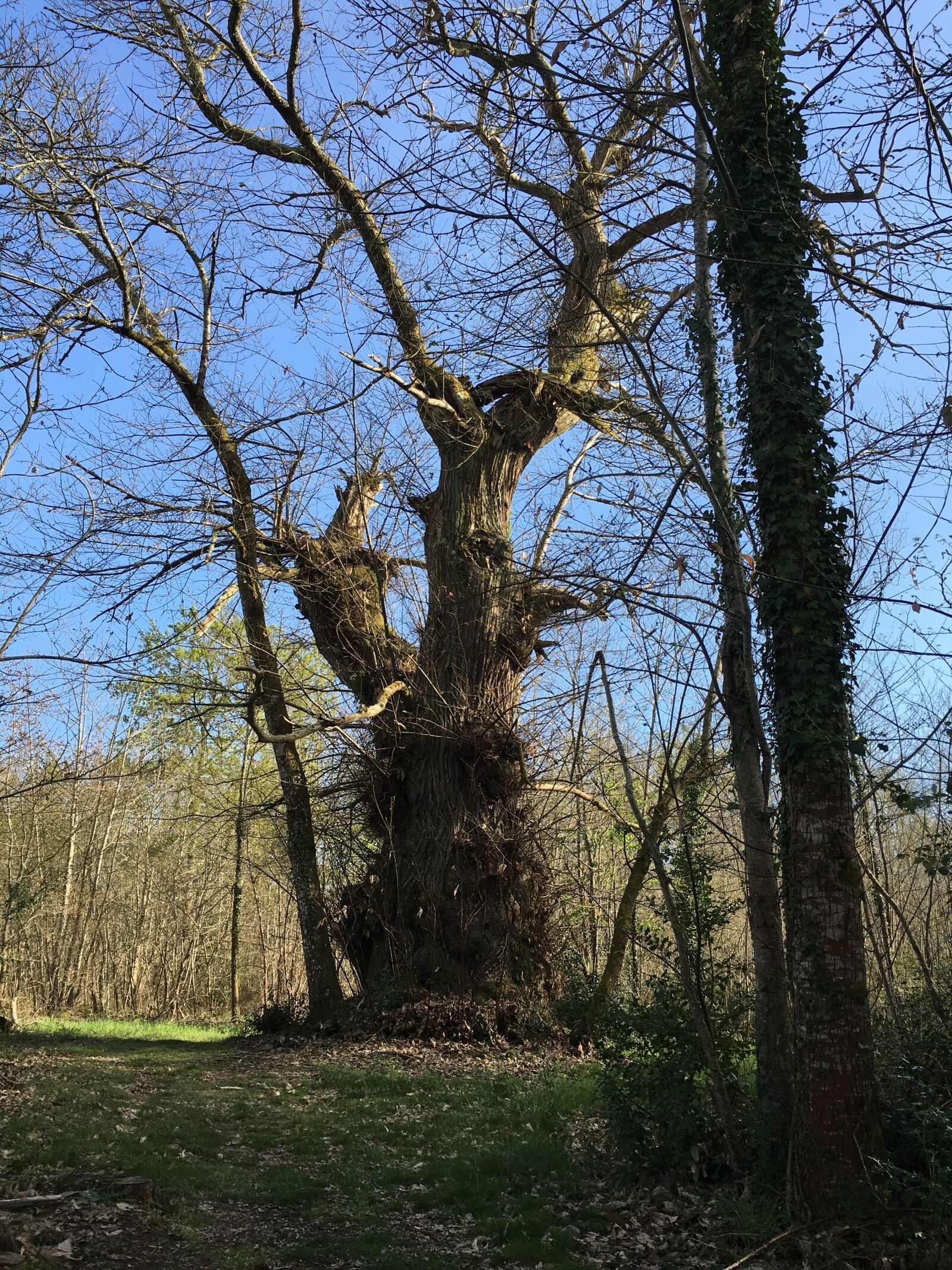 Apple iPhone 6s sample photo. Tree, millennium, forest photography
