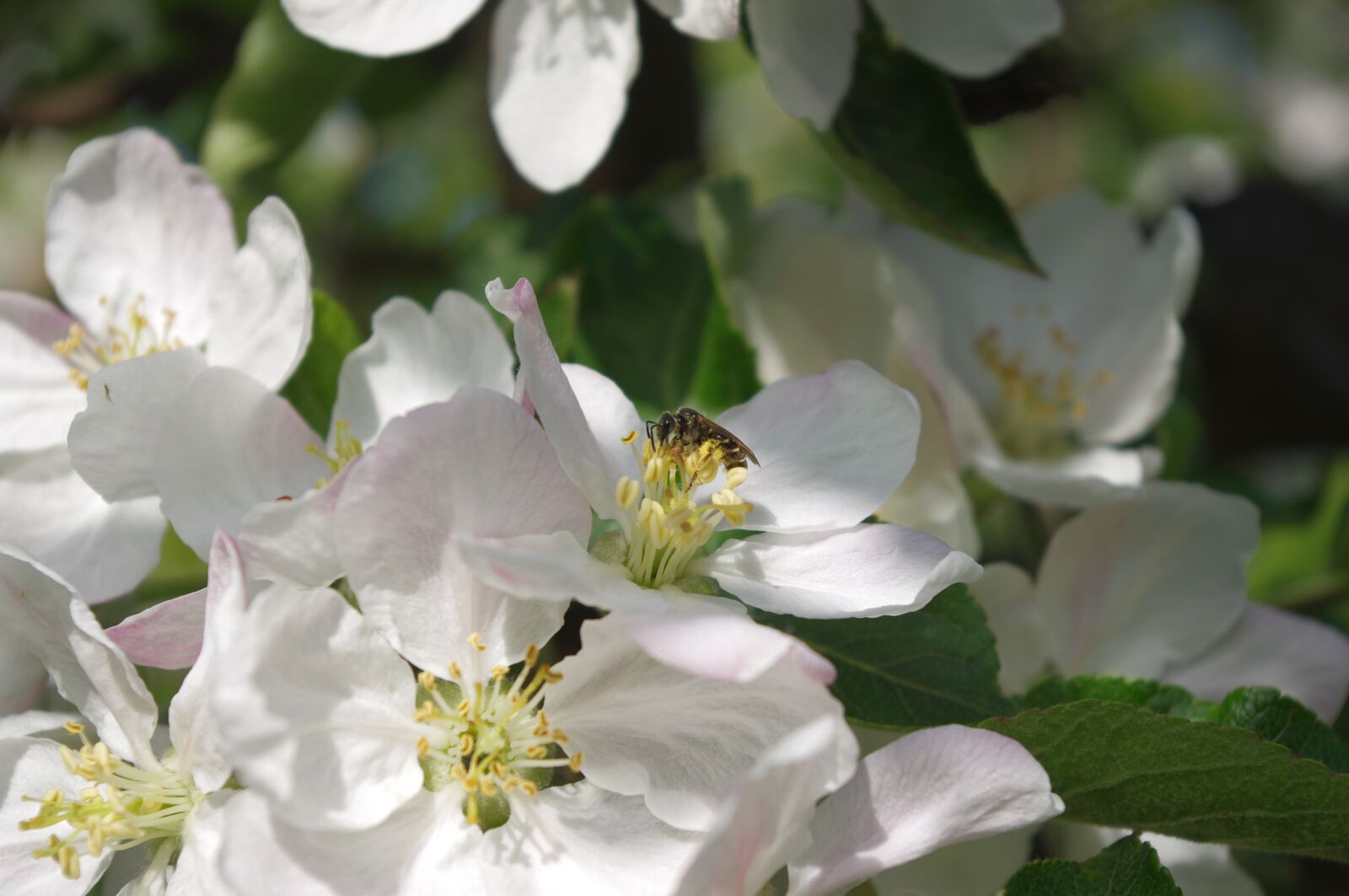 Pentax K-r sample photo. Flower, apple-blossom, bee photography