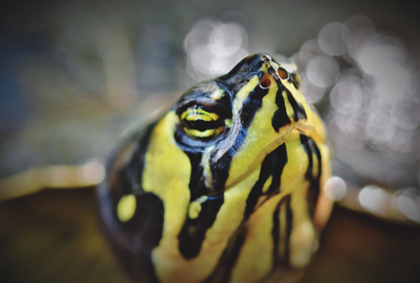 Nikon D7200 sample photo. Turtle, water turtle, reptile photography