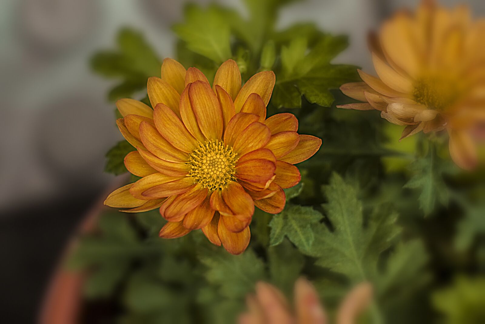Nikon D60 sample photo. Flower, flower g rbel photography