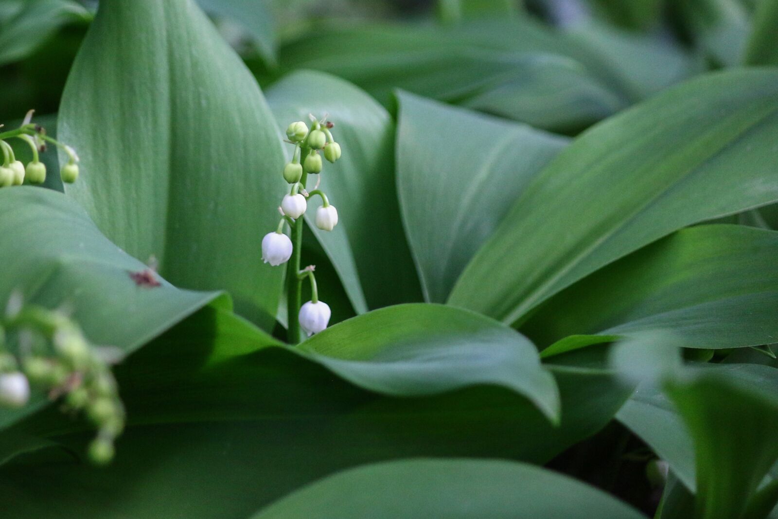 Canon EOS 70D sample photo. Thrush, flower, bell photography