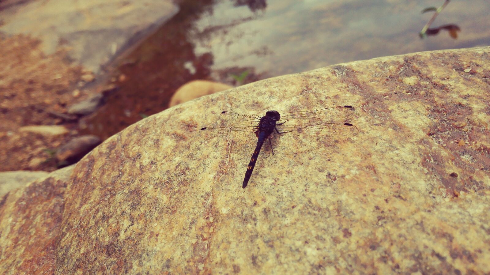 HUAWEI PE-TL10 sample photo. Dragonfly, rock, river photography