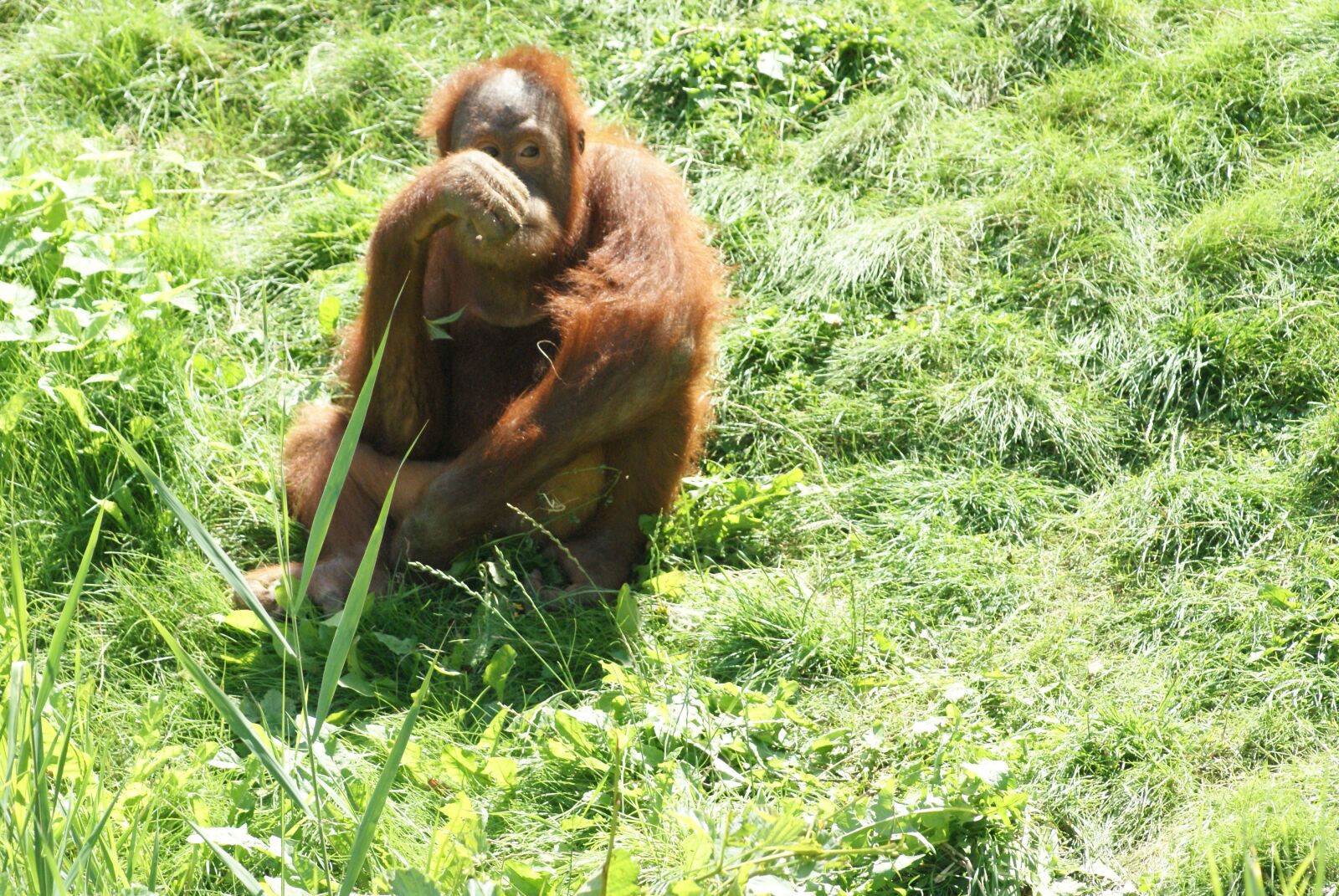 Sony Alpha DSLR-A200 sample photo. Orang-utan, animal world, nature photography